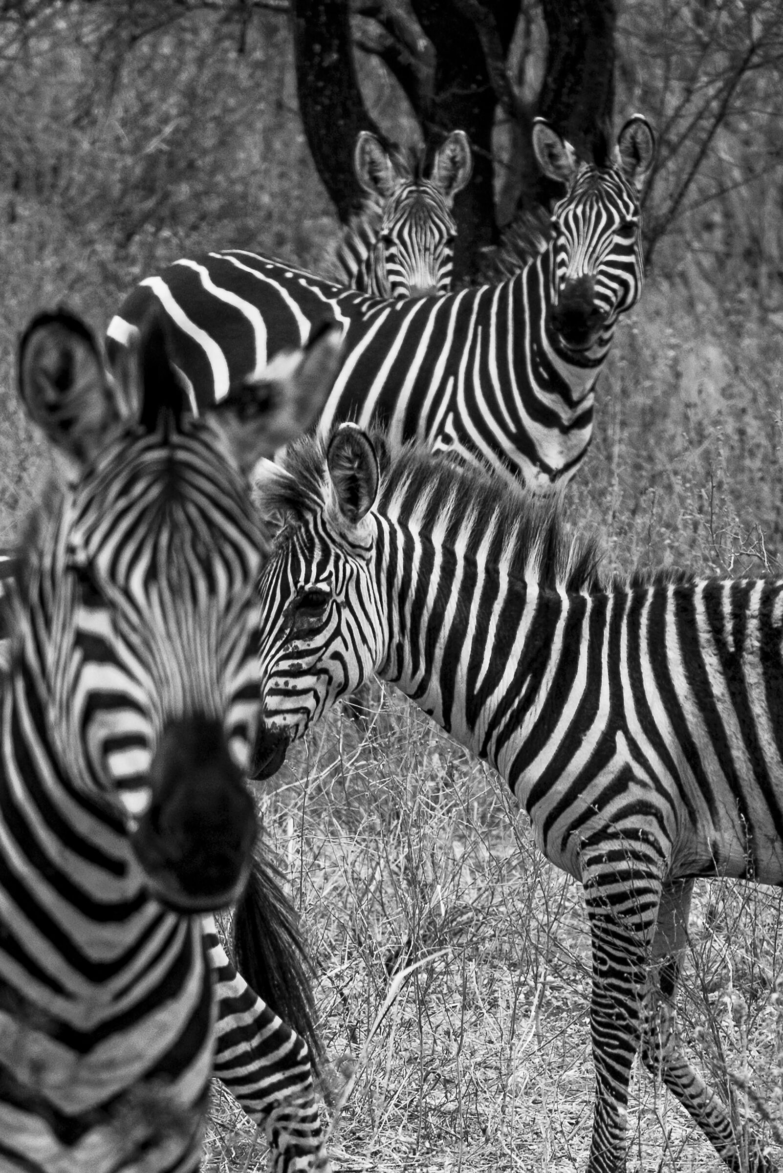 Zebre