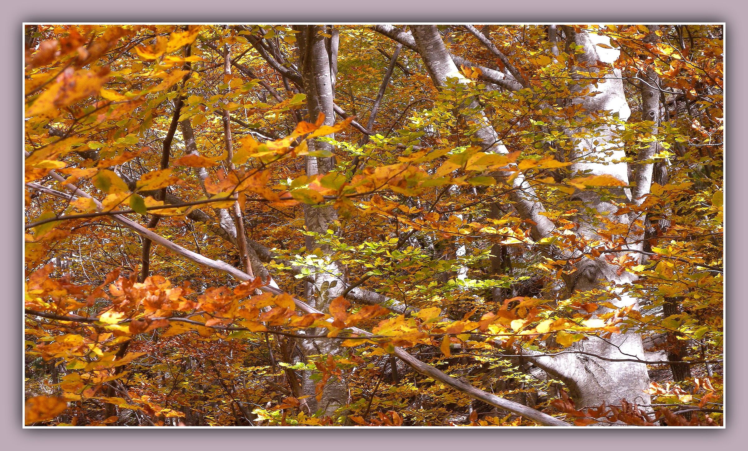 The beech forest inside