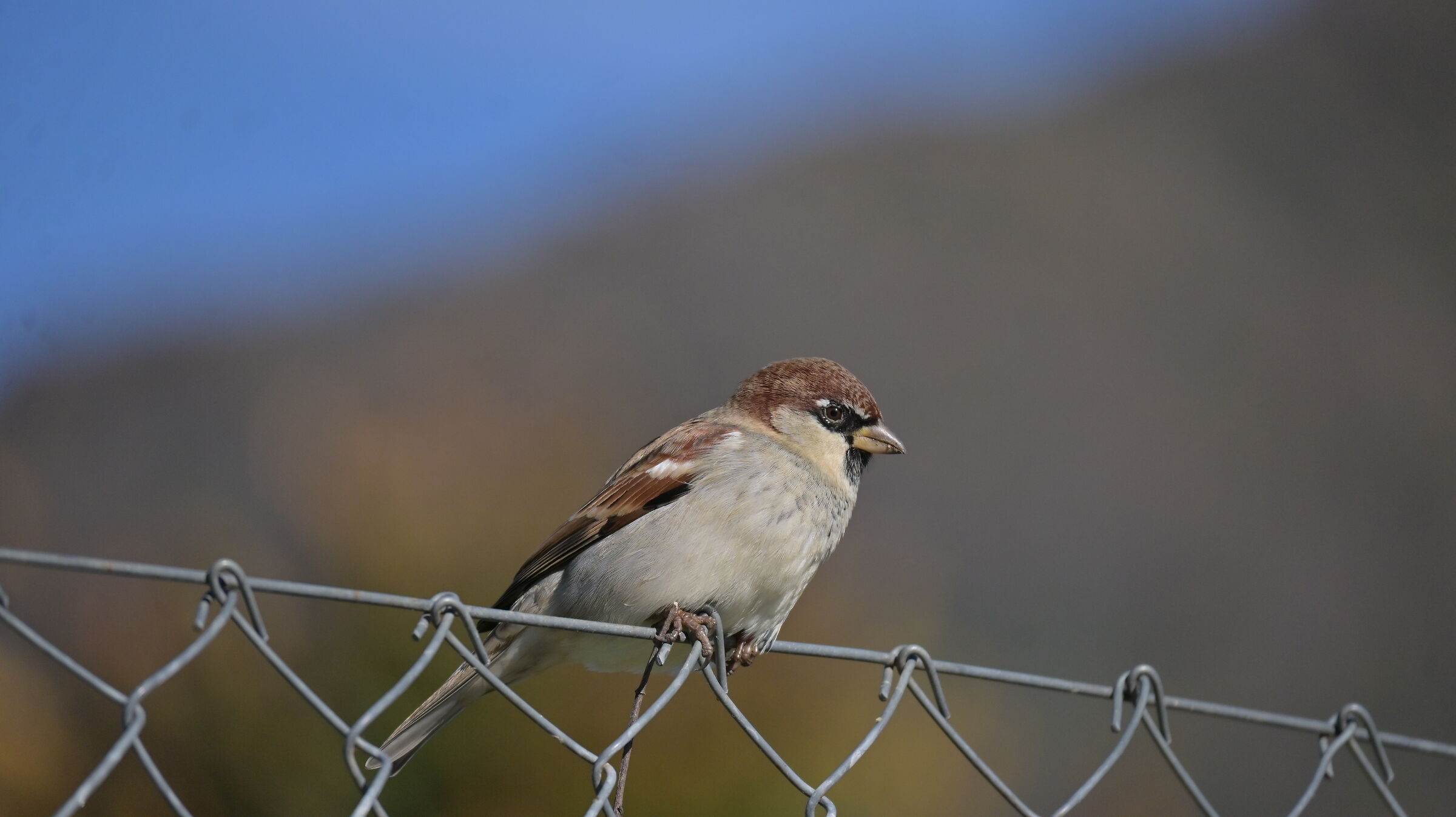 Italian Sparrow
