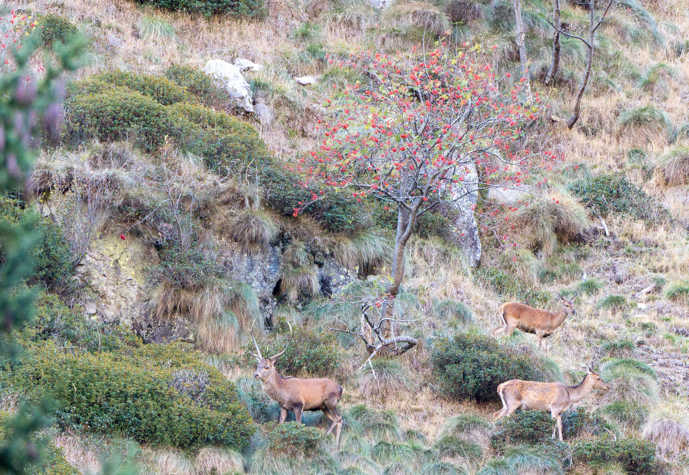 Due femmine che si contendono il maschio....