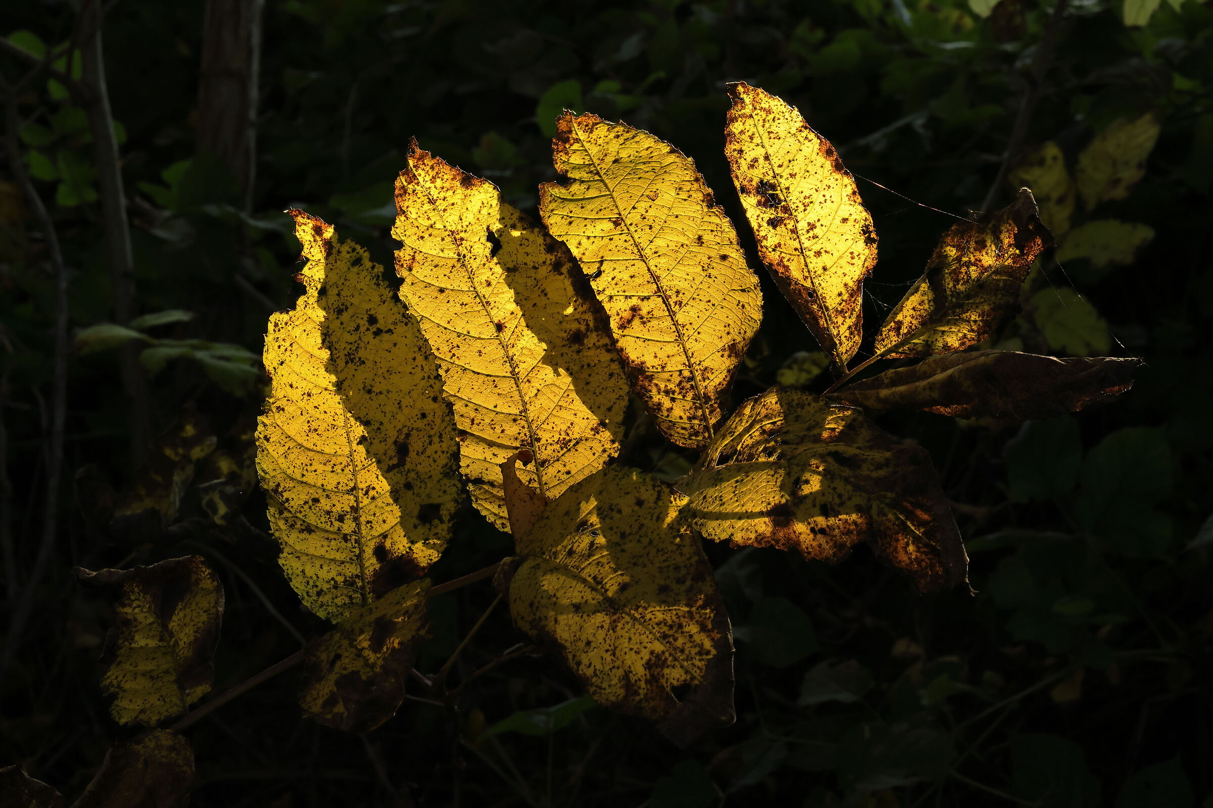 foglie in controluce