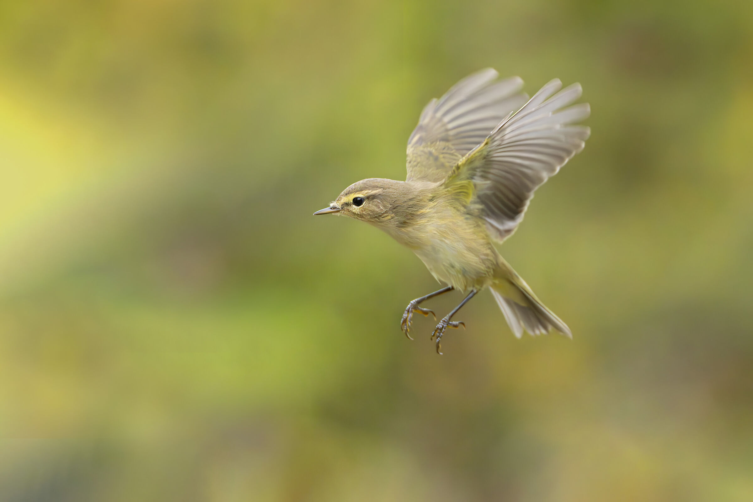 Chiffchaff