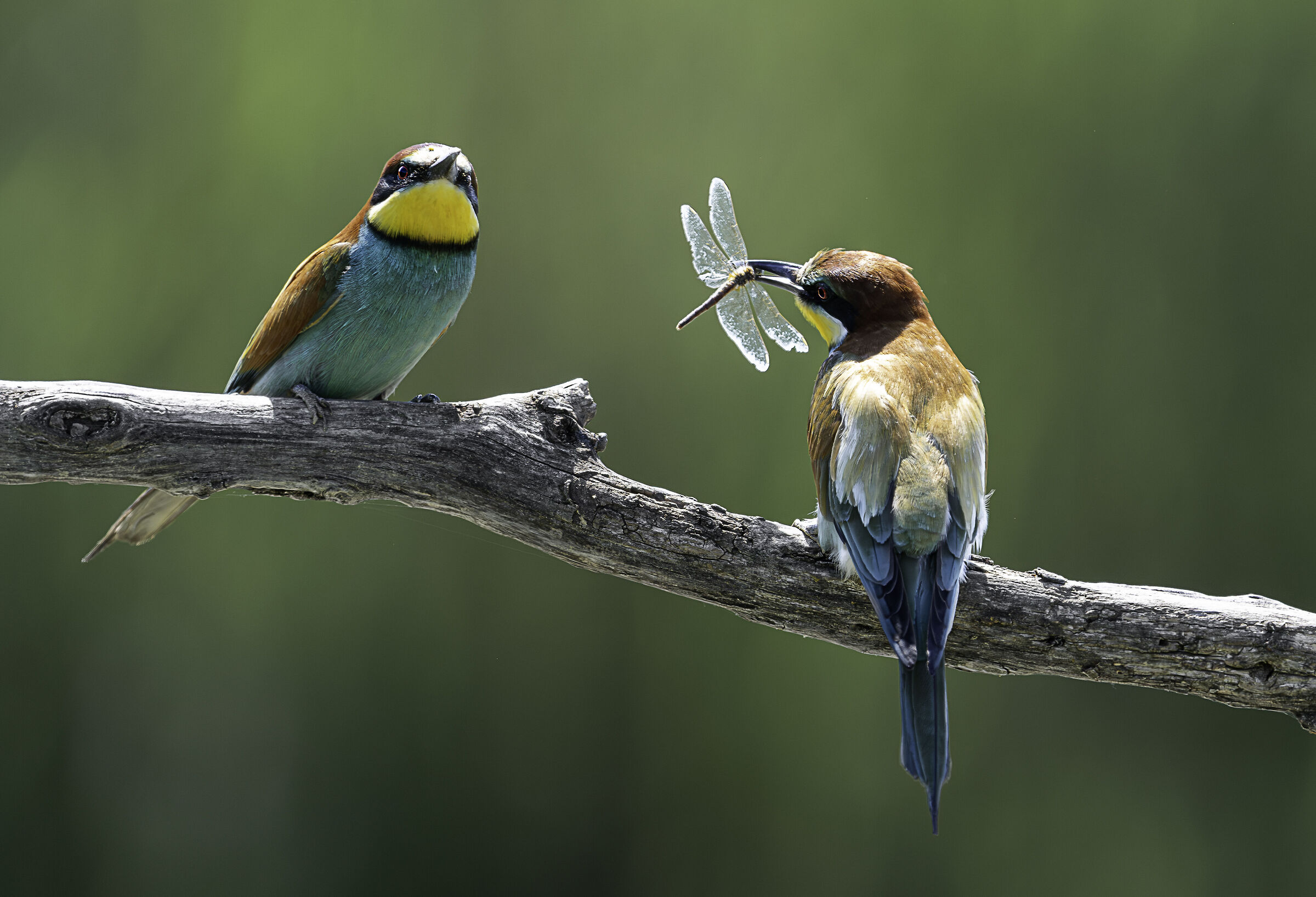 il dono dei gruccioni
