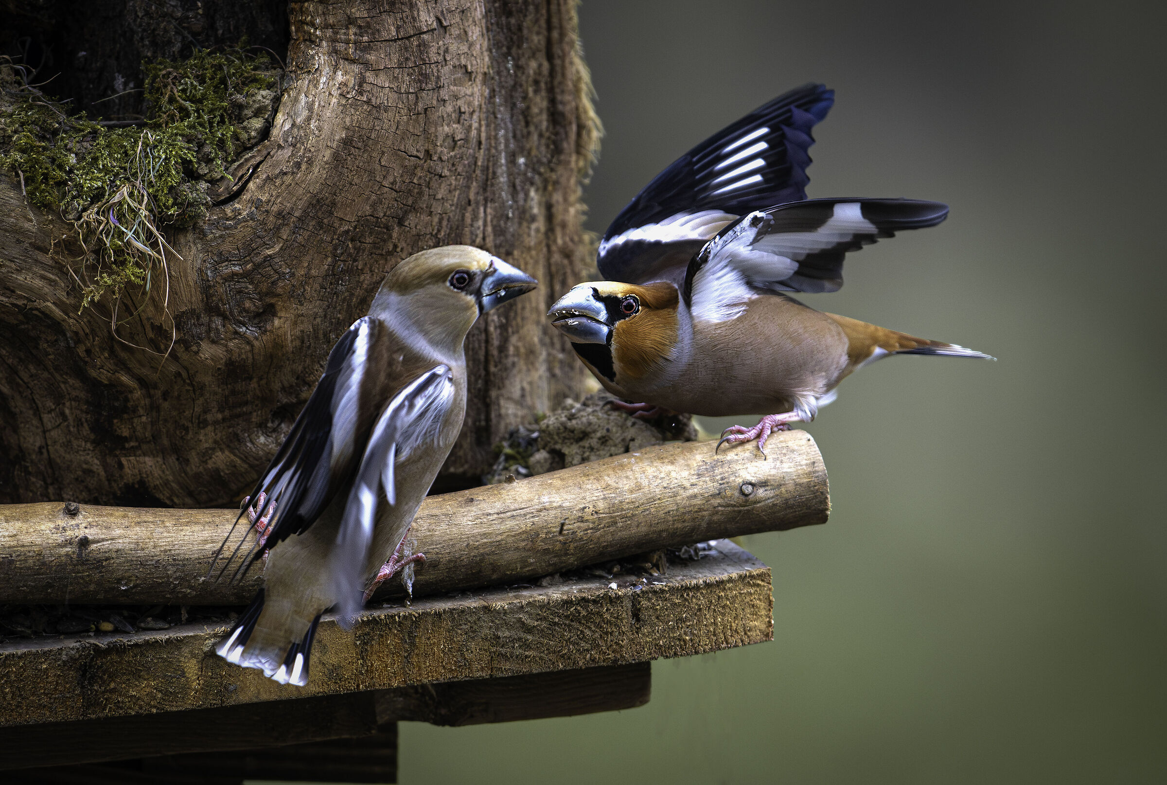 il litigio dei frosoni