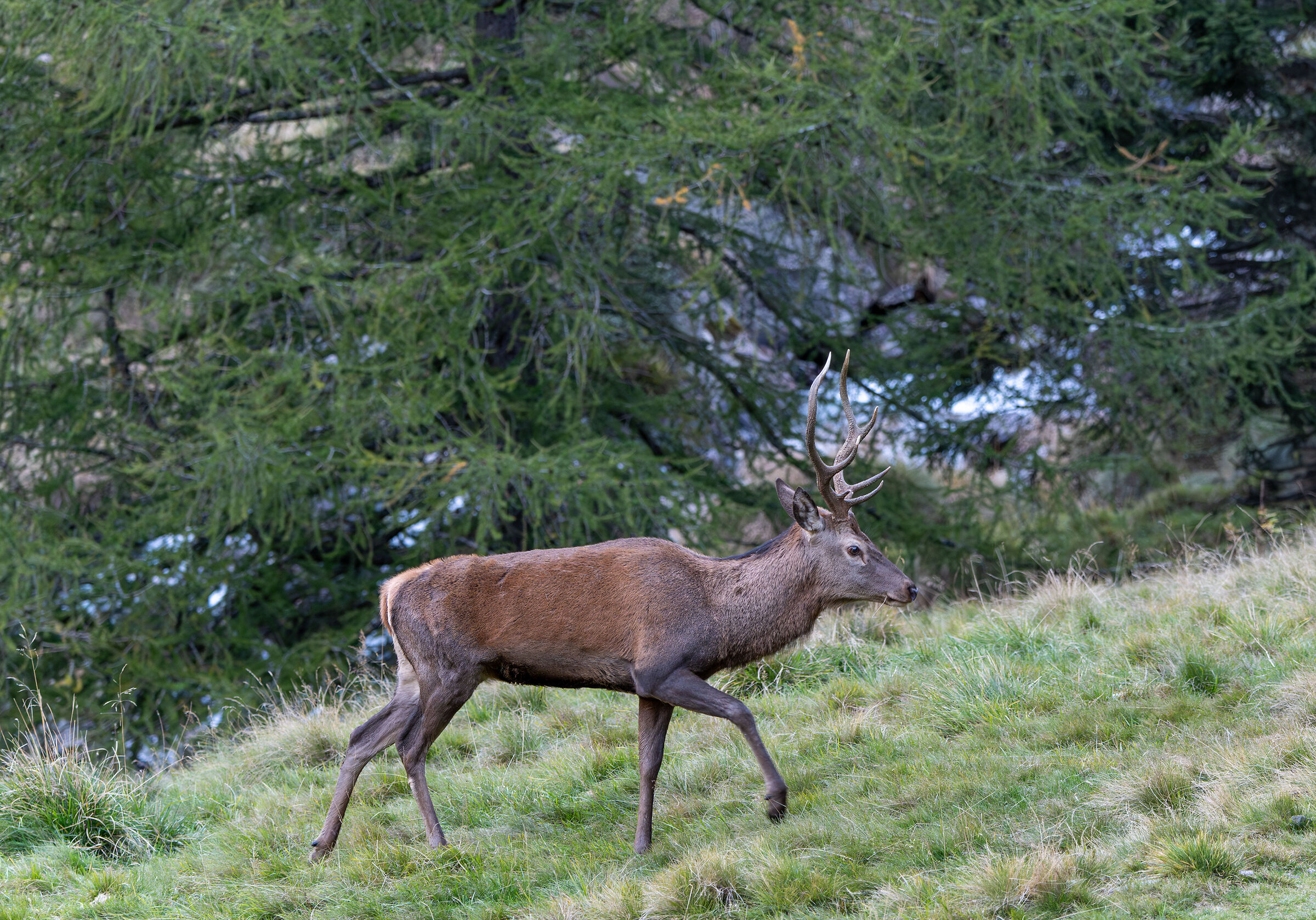 Young male deer