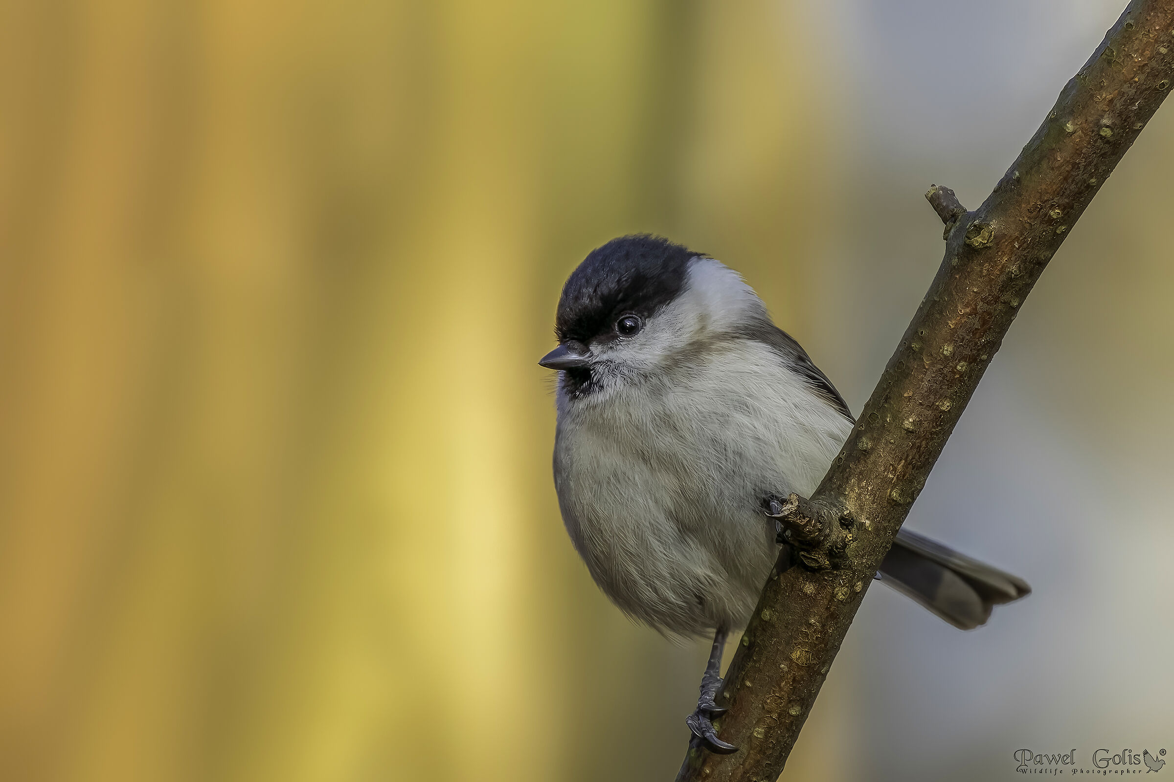 Cincia palustre (Poecile palustris)