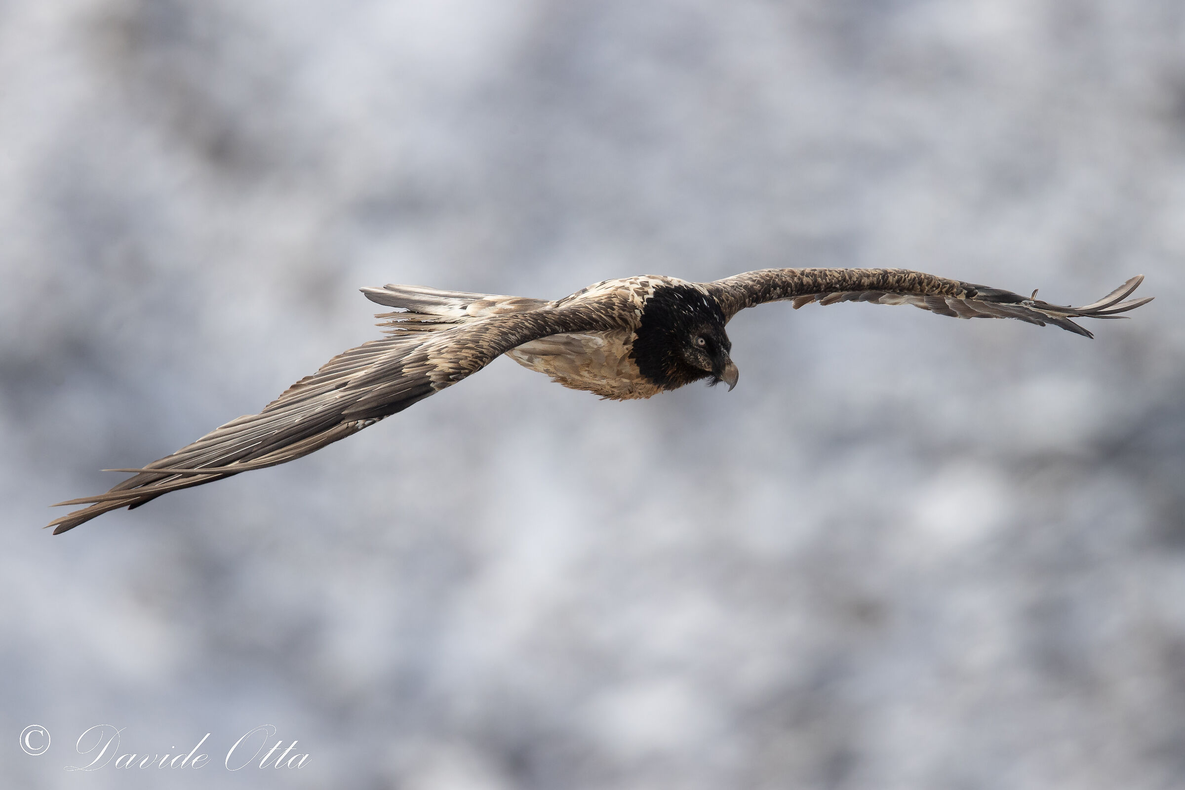 Bearded vulture on the way