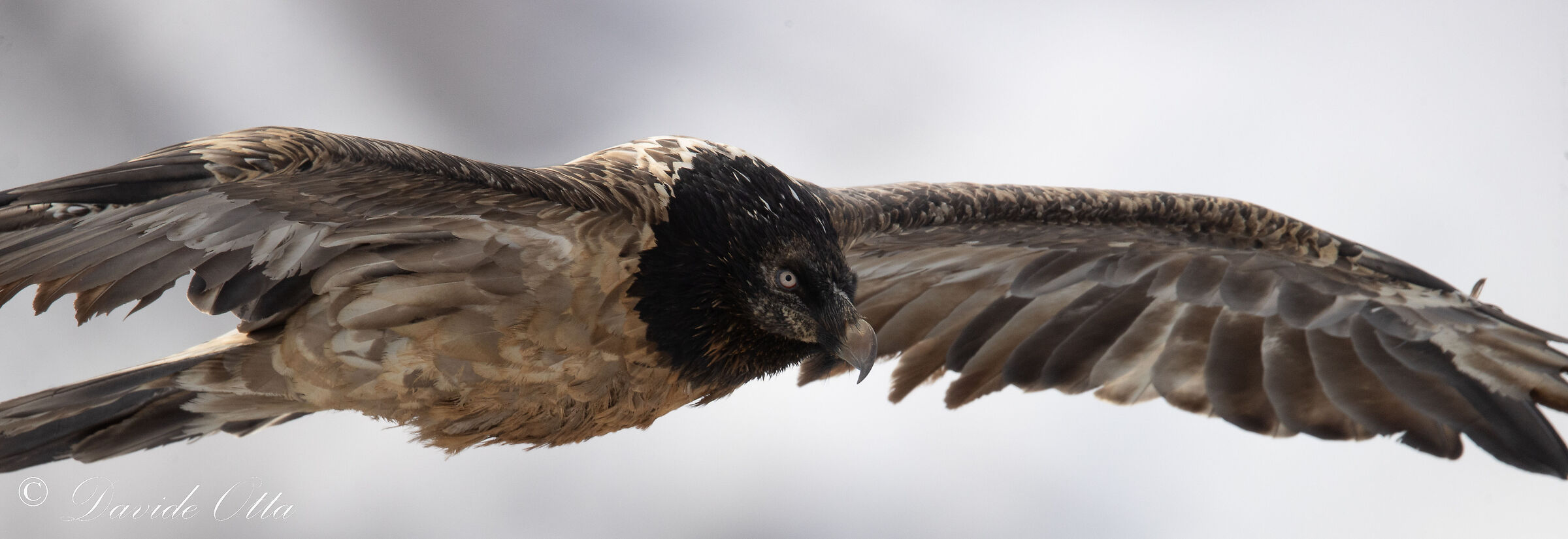 Portrait of the Bearded Vulture