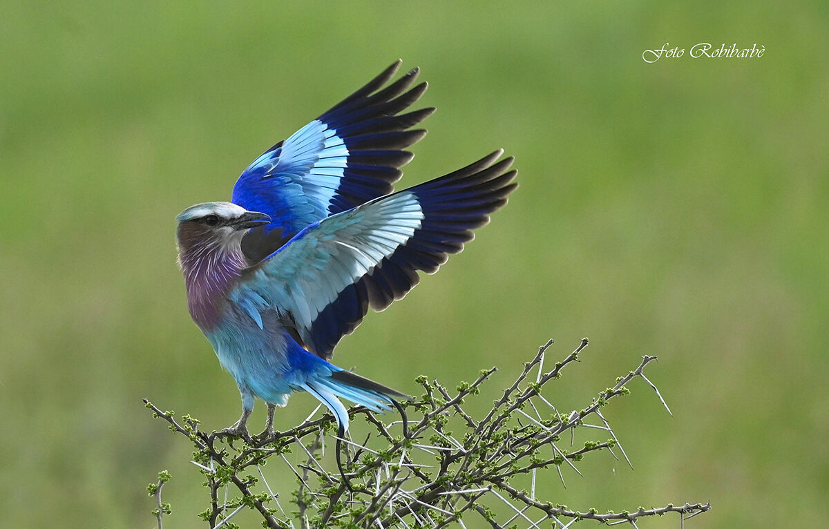 Ghiandaia petto lillà... Tanzania
