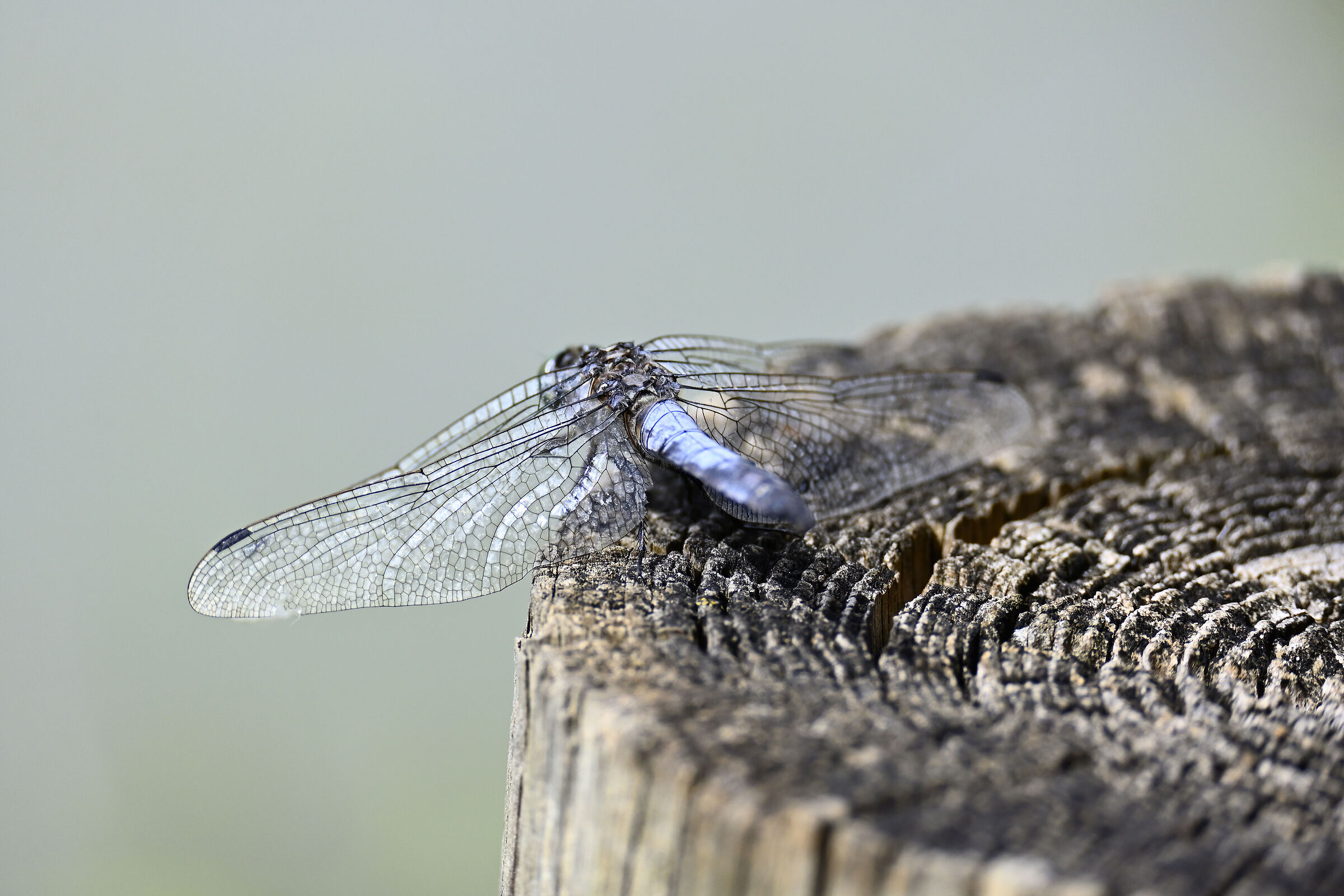 Ingegneria aereospaziale