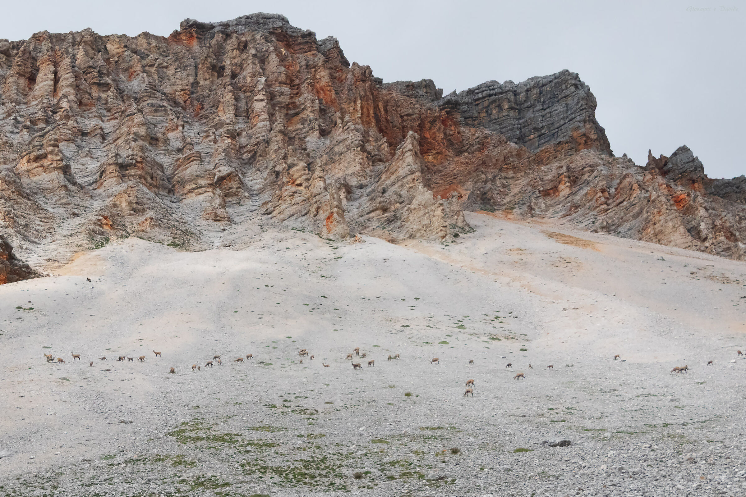 ... Fifty-one chamois...