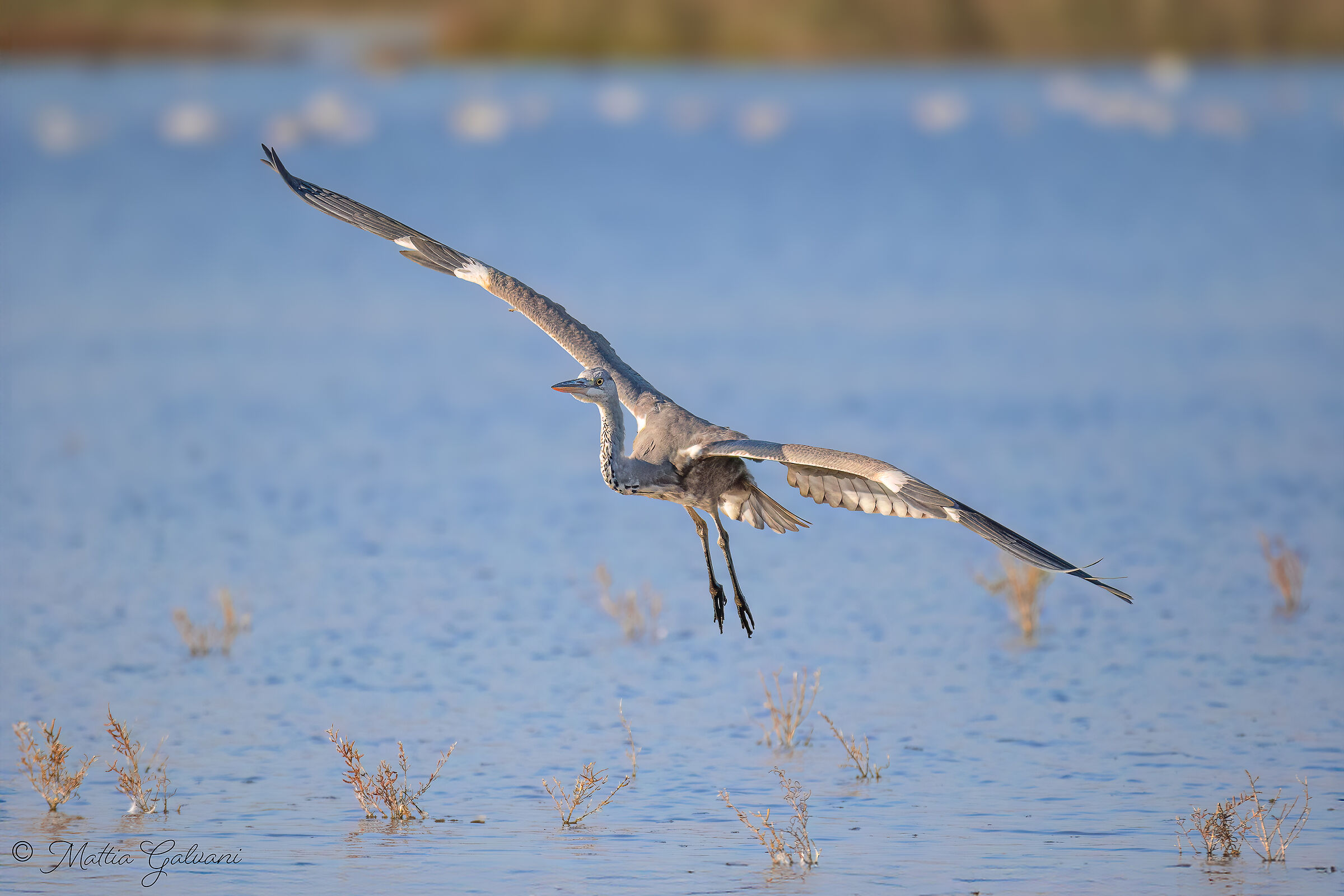 Airone Cenerino in arrivo