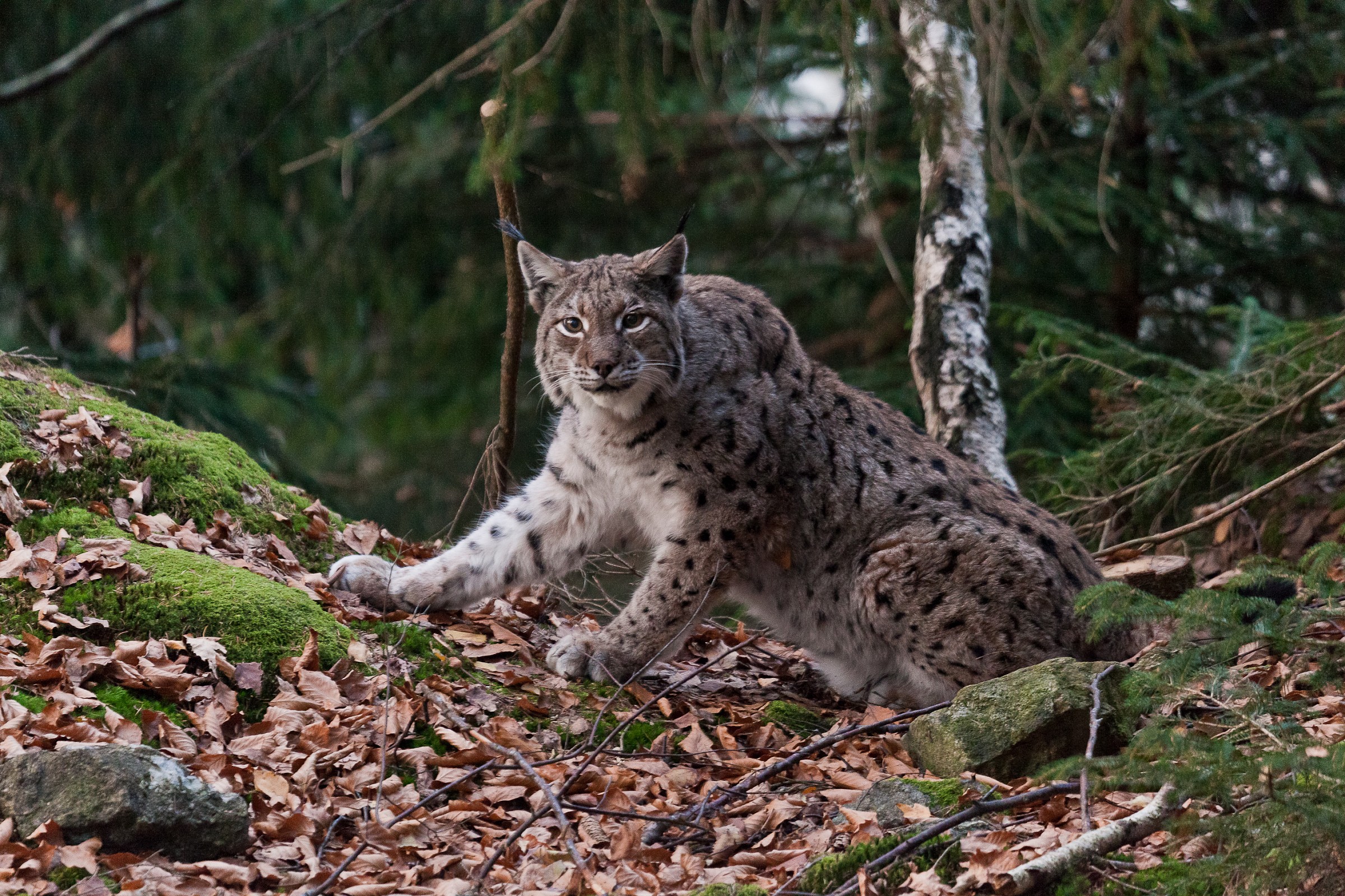 Lynx lynx