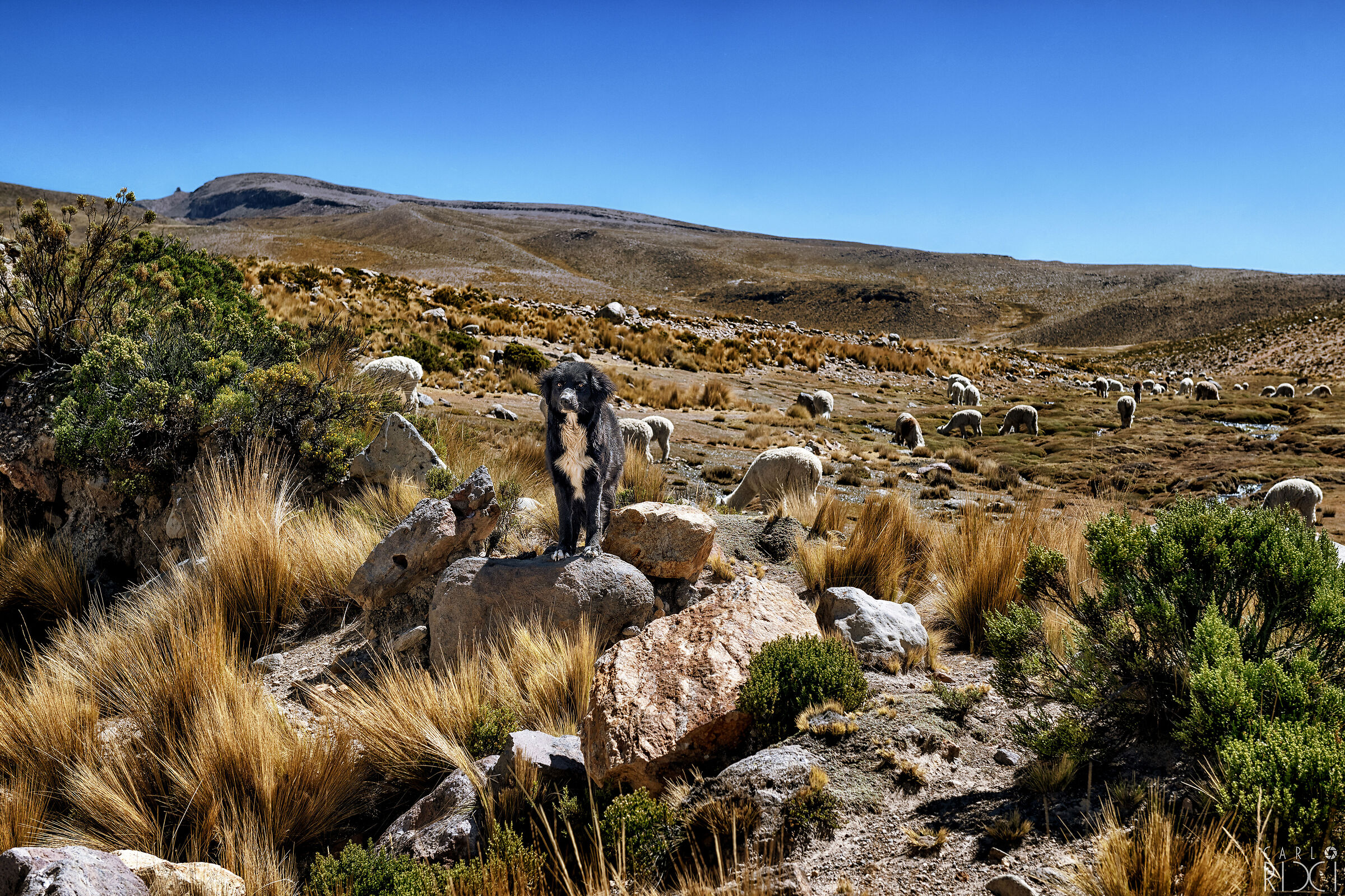 Guardiano di alpaca