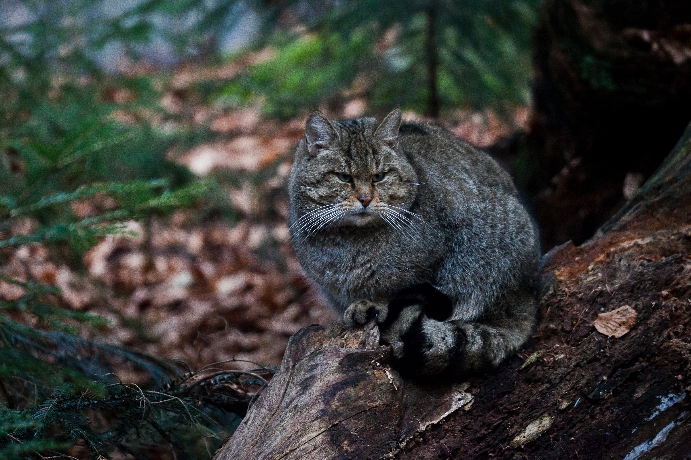 Felis silvestris silvestris