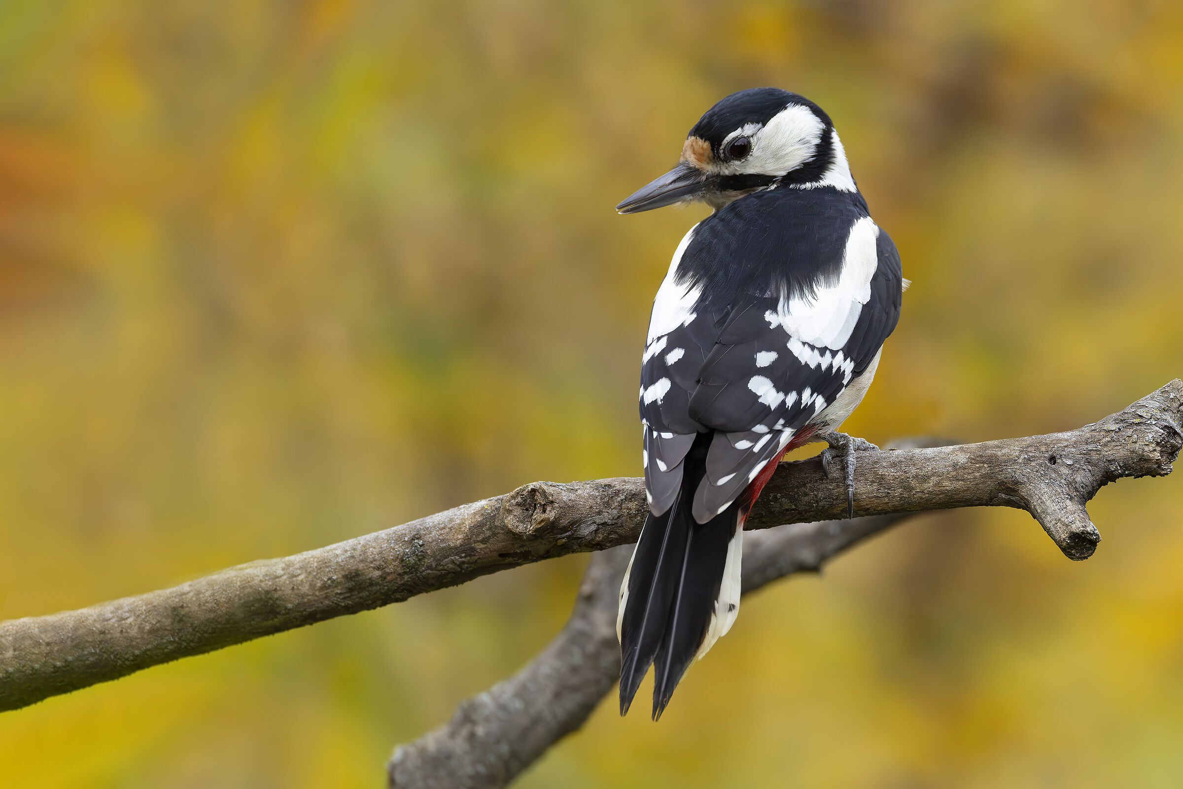 Great Spotted Woodpecker