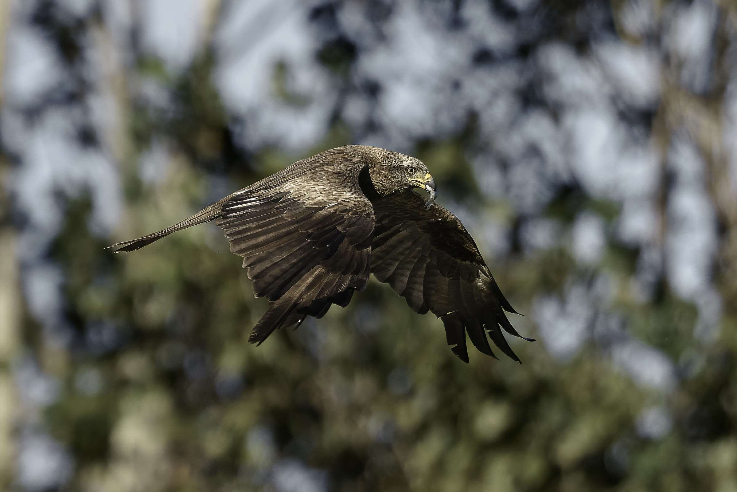 Black kite... with prey