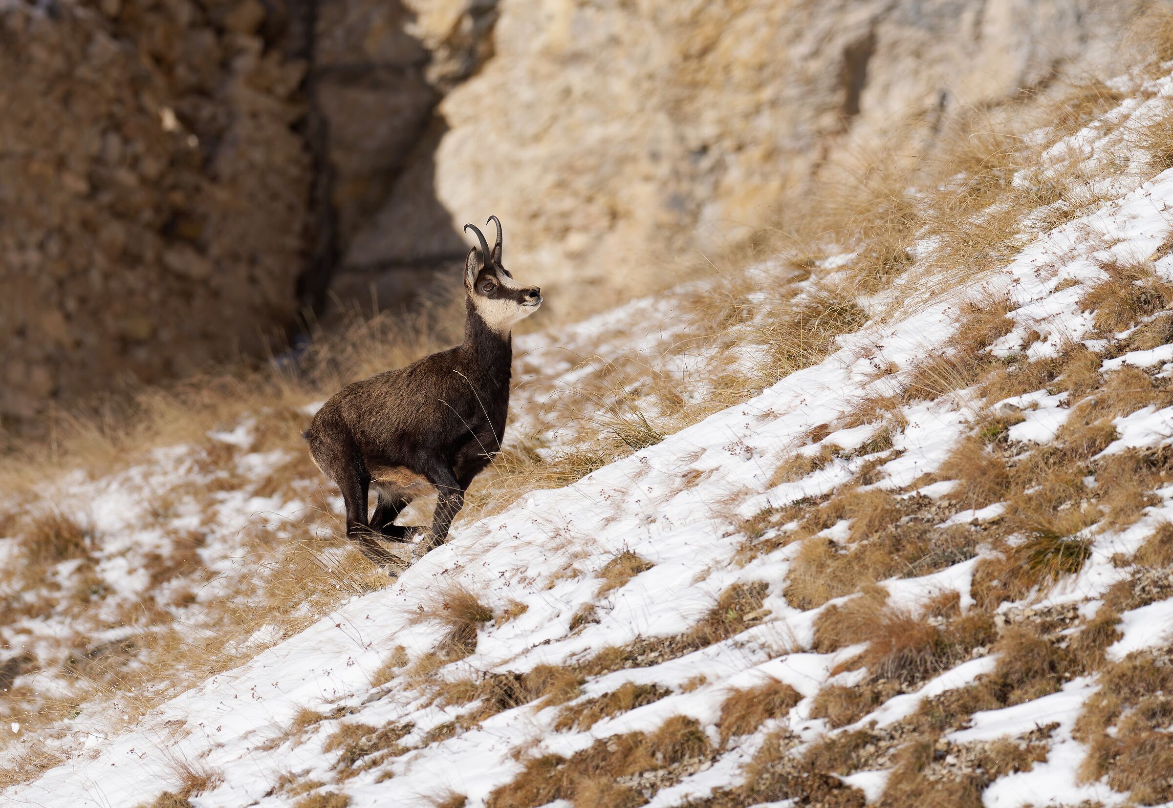 Running in the first snow