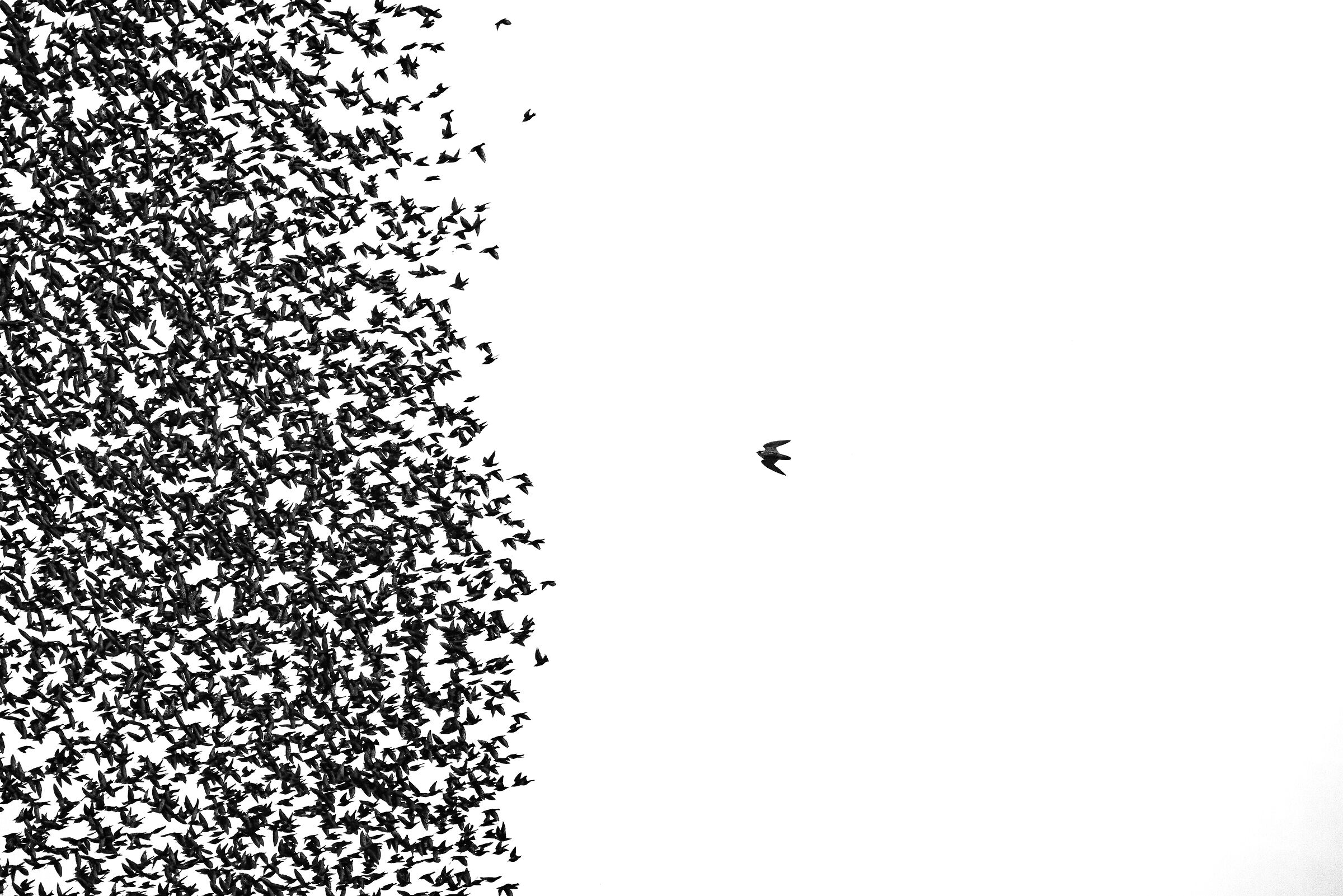 Peregrine falcon and starlings