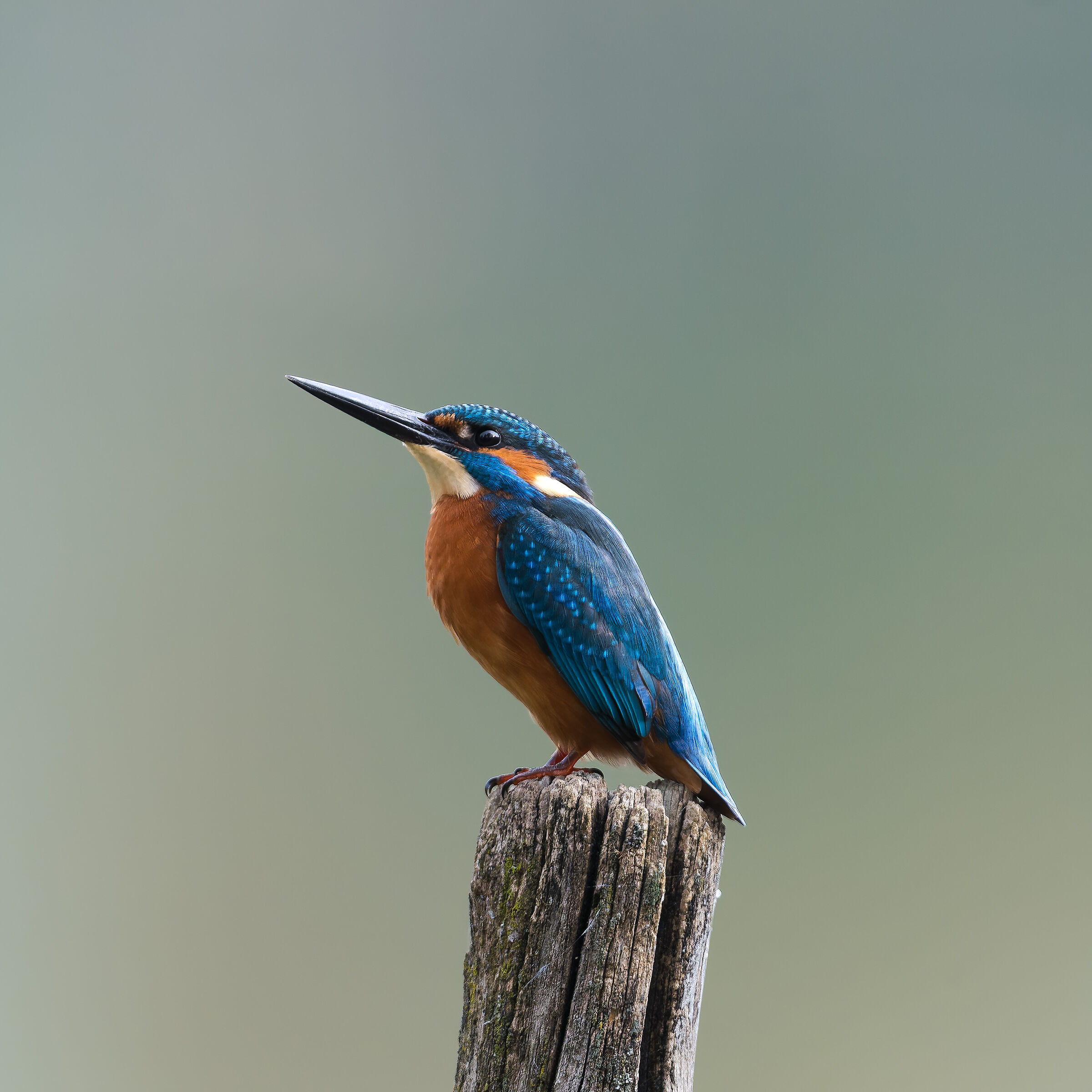 Kingfisher - Sant'Albano Stura - Piedmont