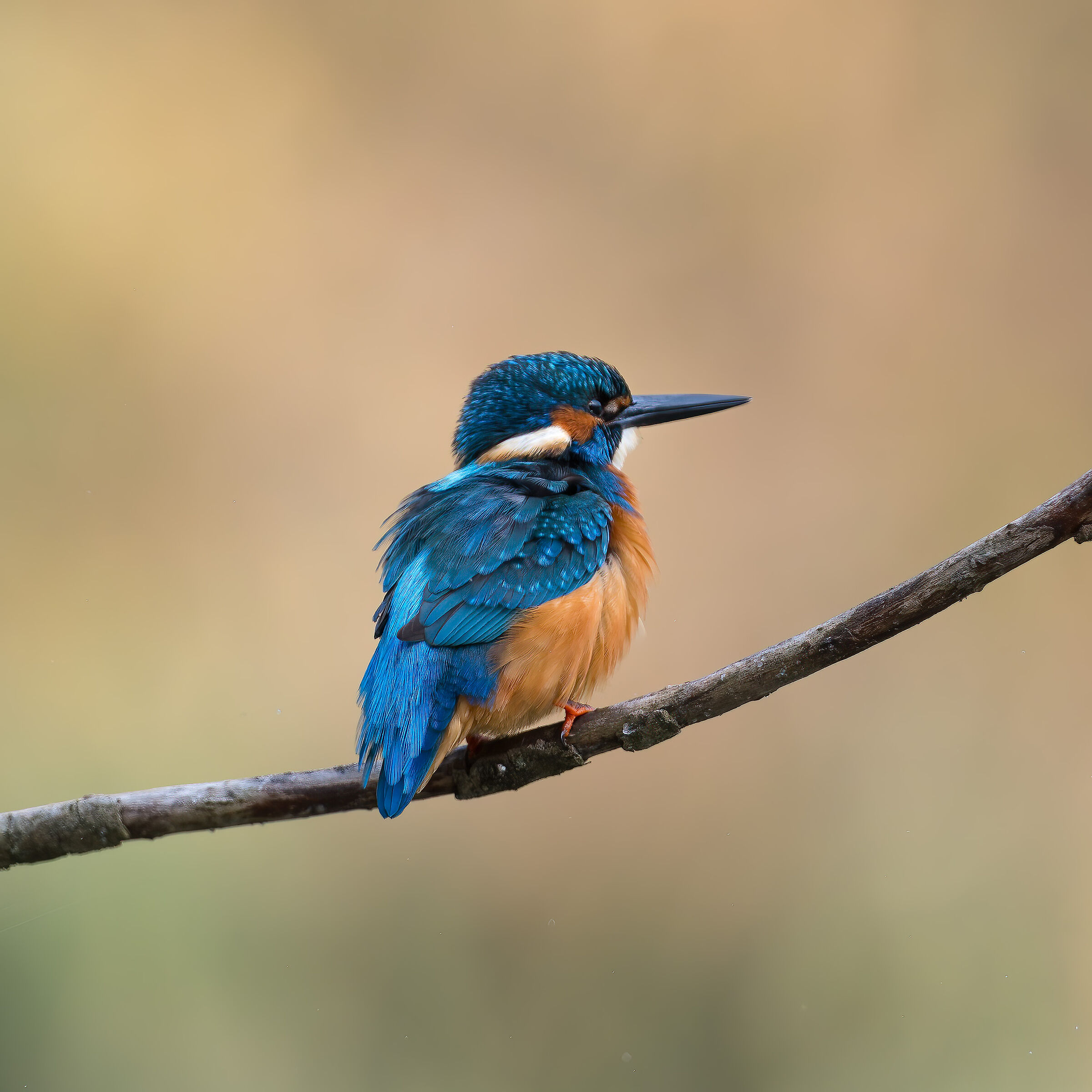 Kingfisher - Sant'Albano Stura - Piedmont
