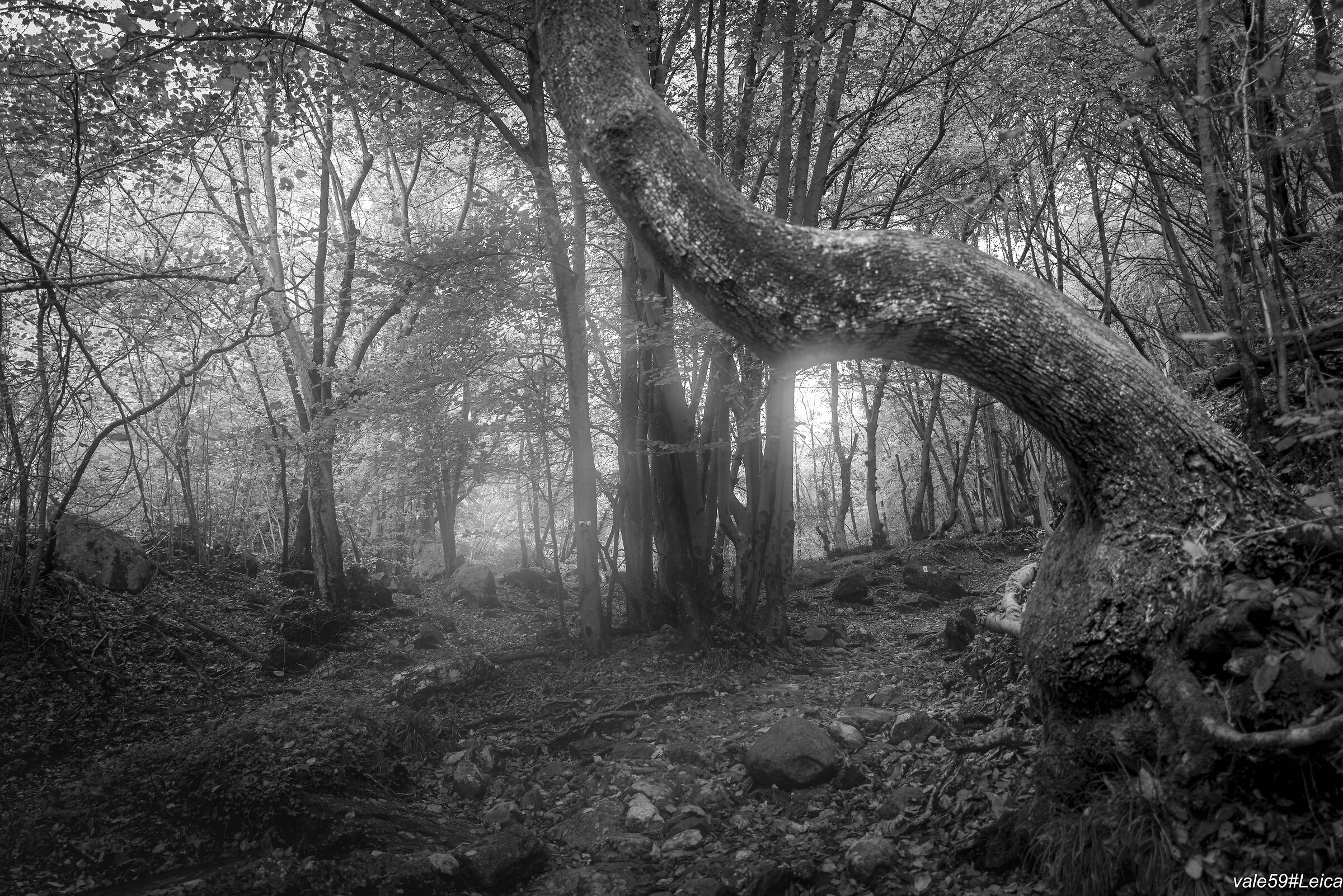 Shapes in the forest