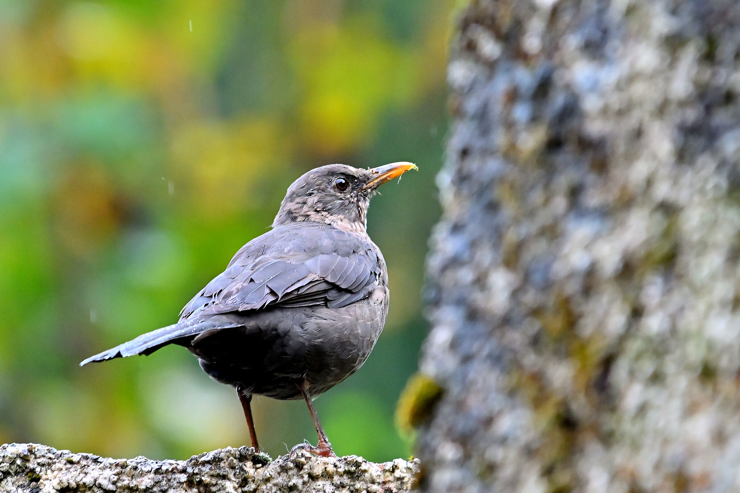 Habitual blackbird