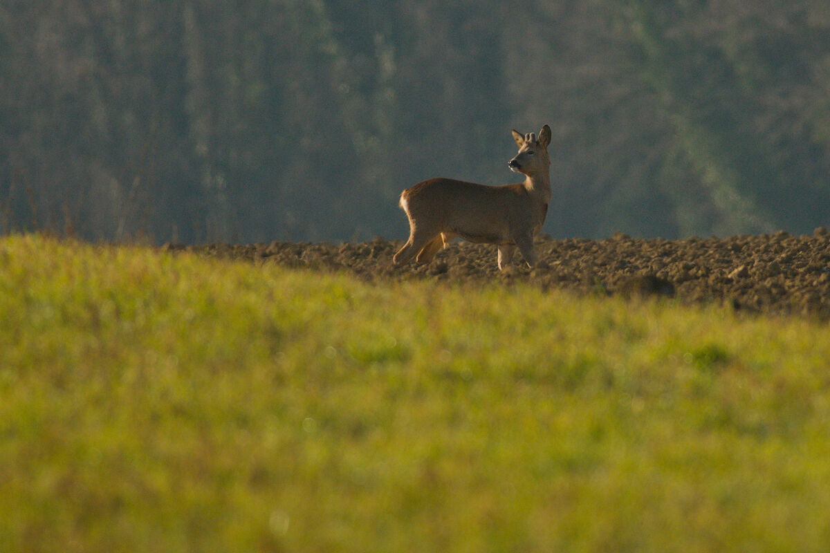Roe deer