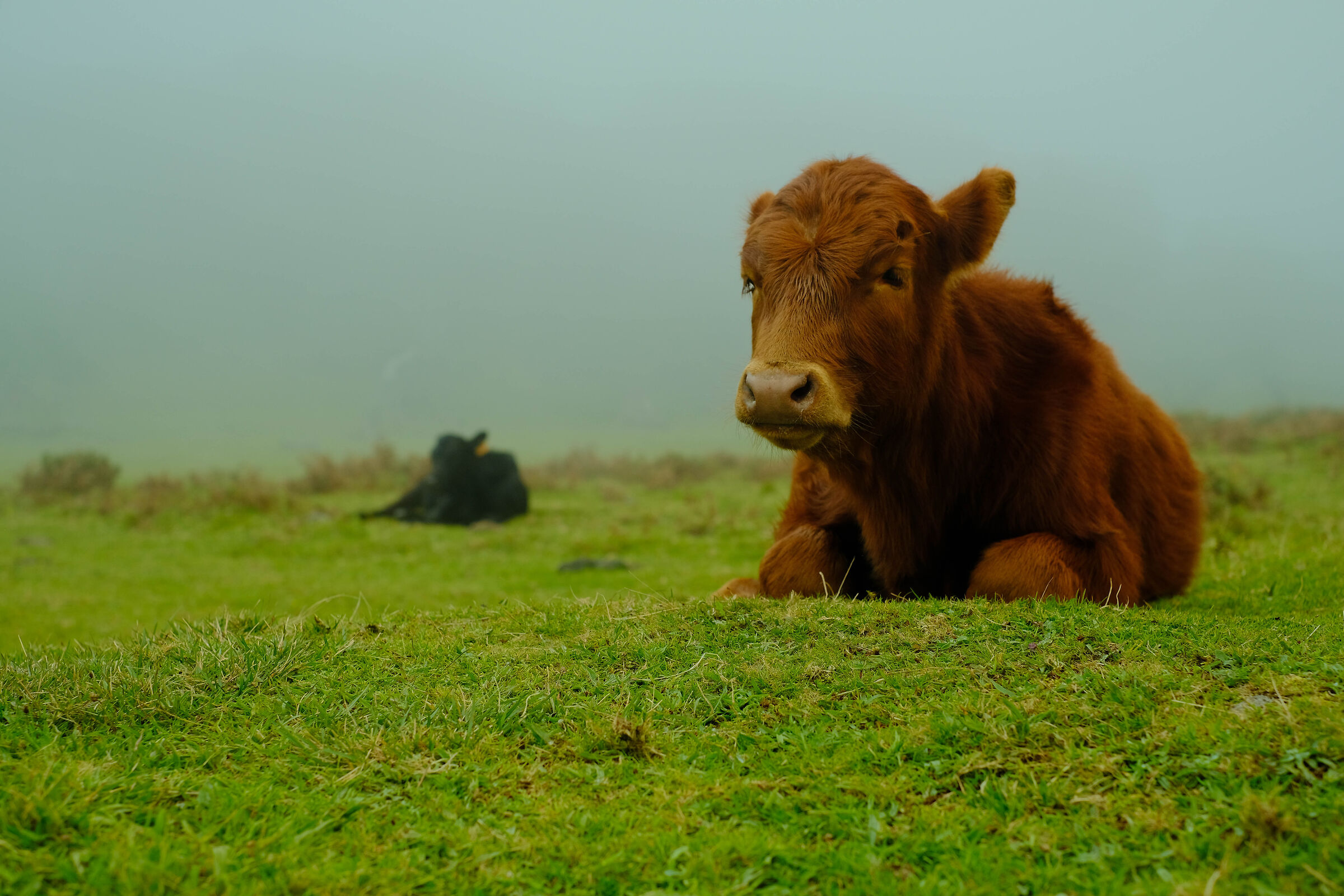 Pascolo tra le nuvole