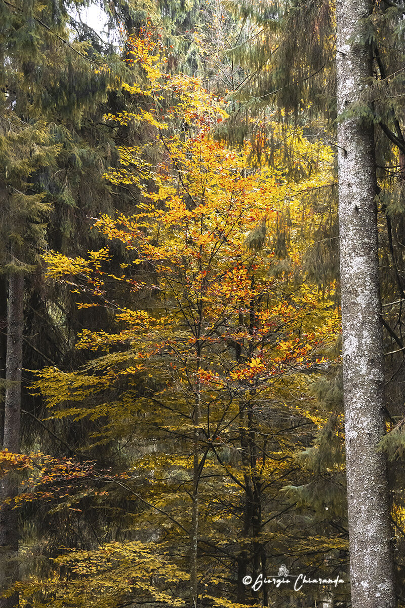 La magia del colore d'Autunno