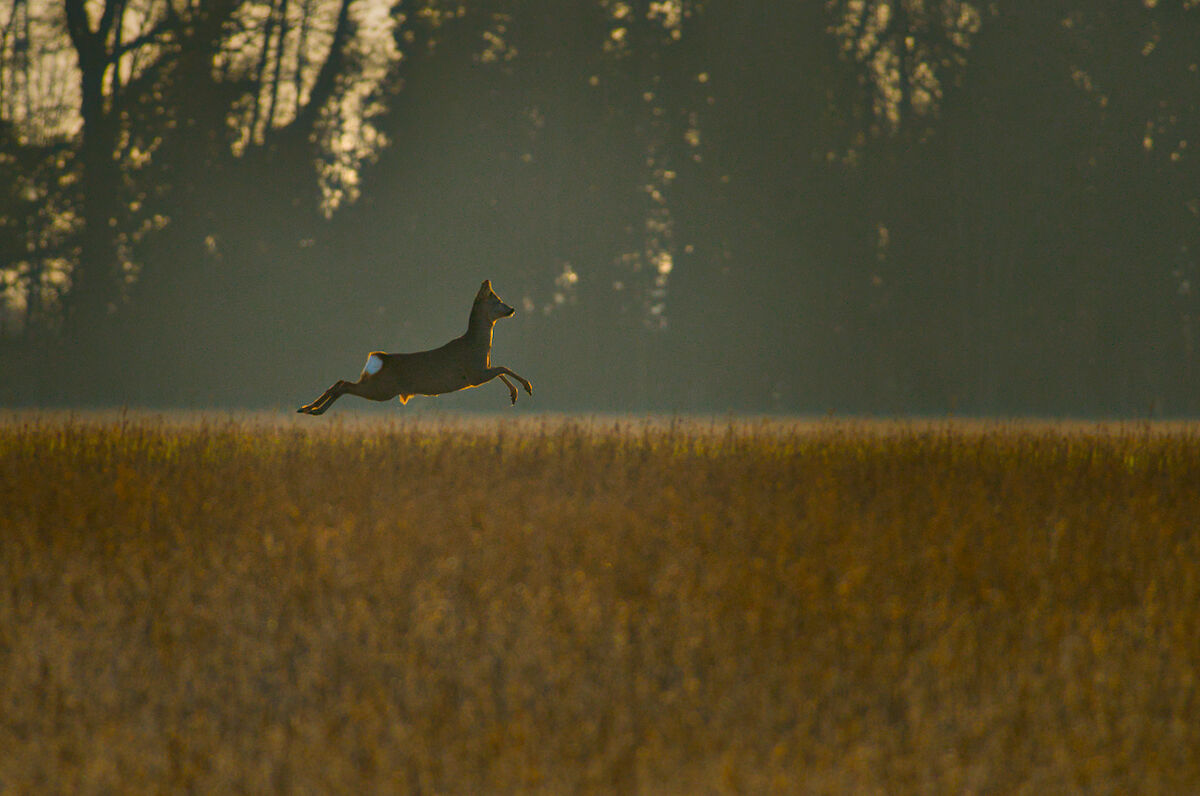 Roe deer2