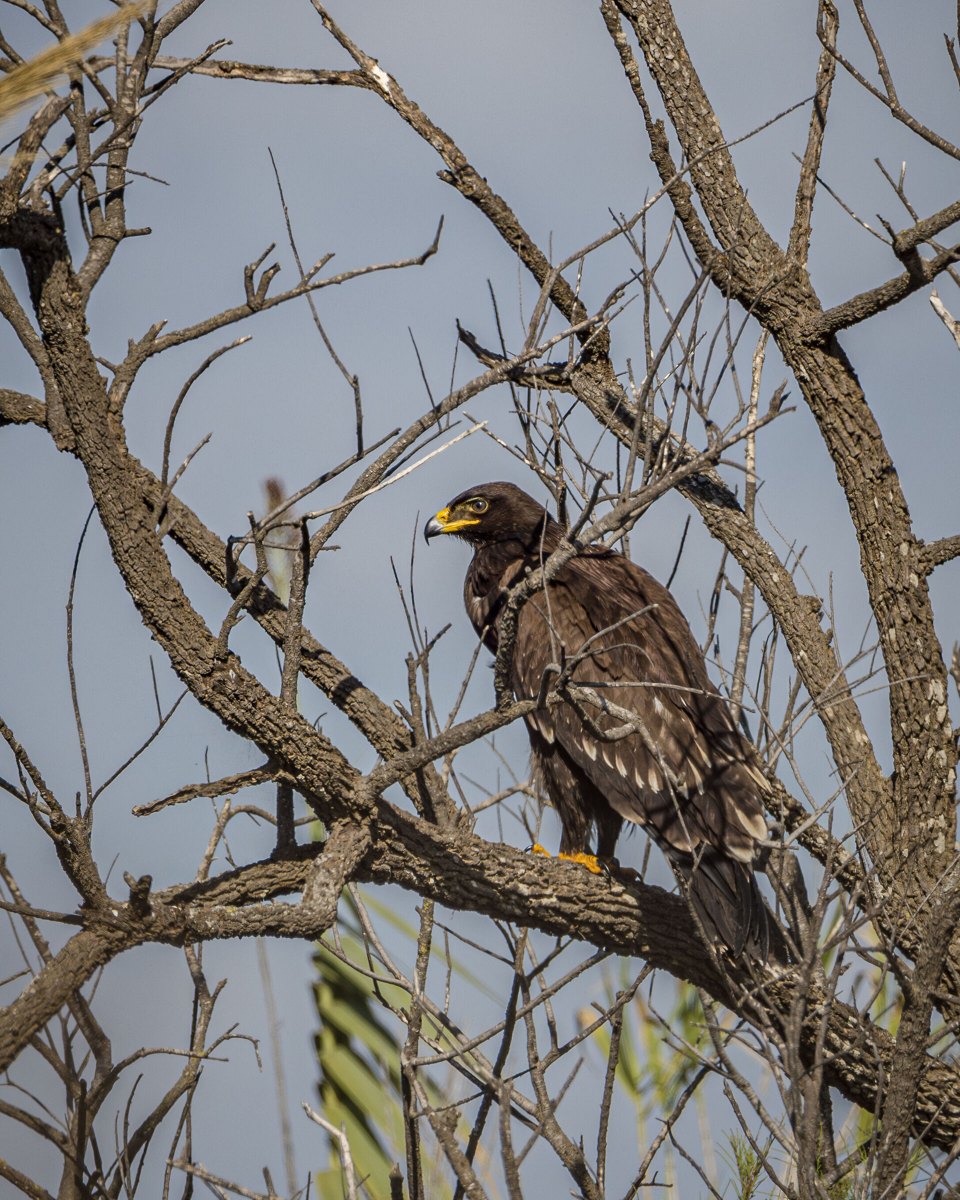 Lesser Spotted Eagle