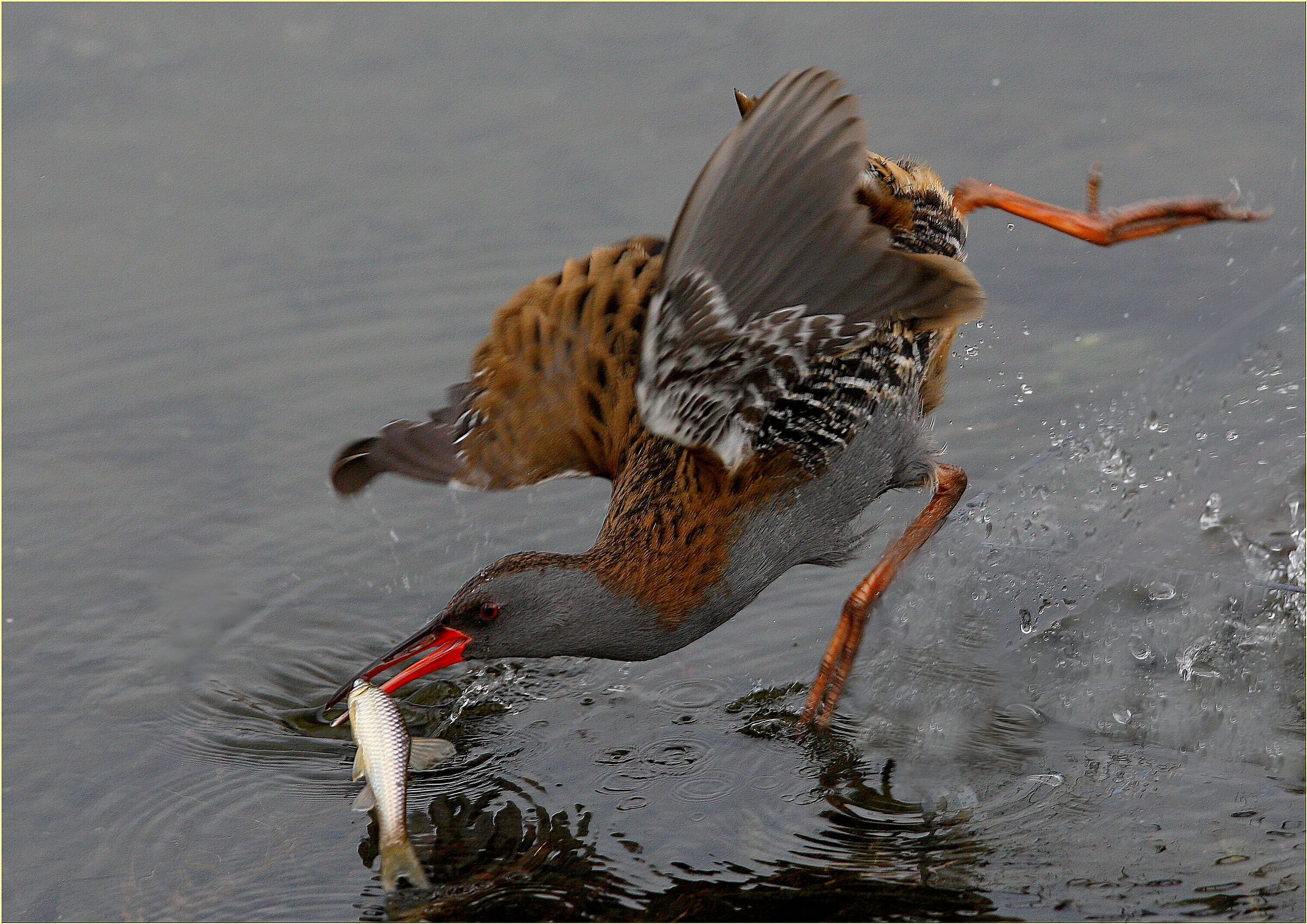 ''Water rail on the hunt''