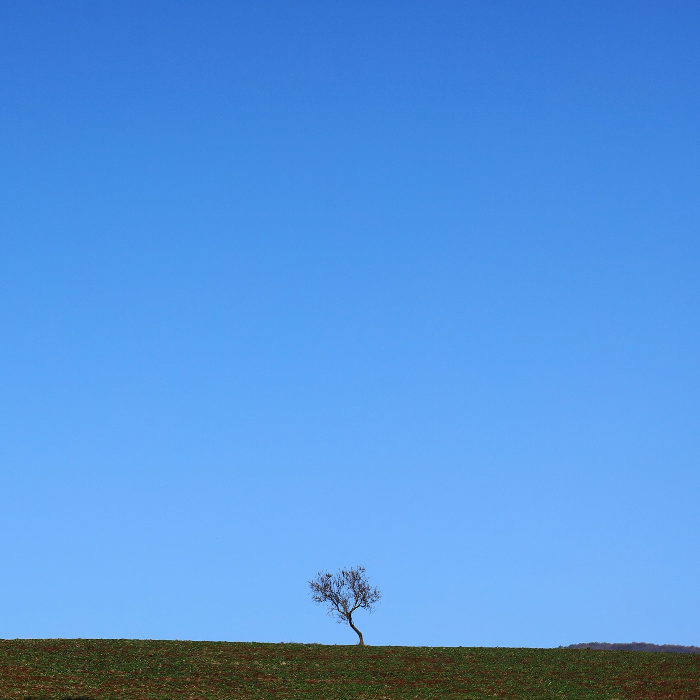 Albero