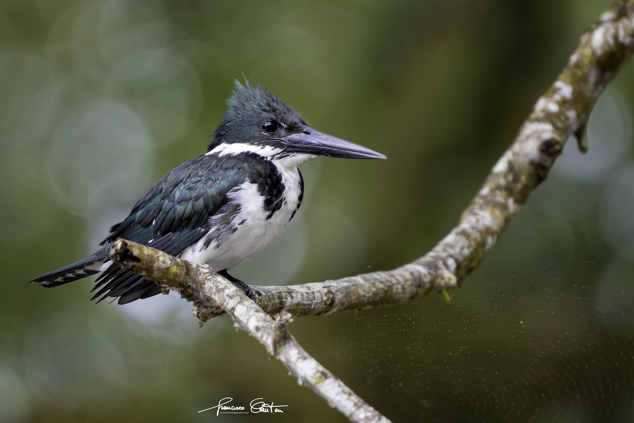 Amazon Kingfisher