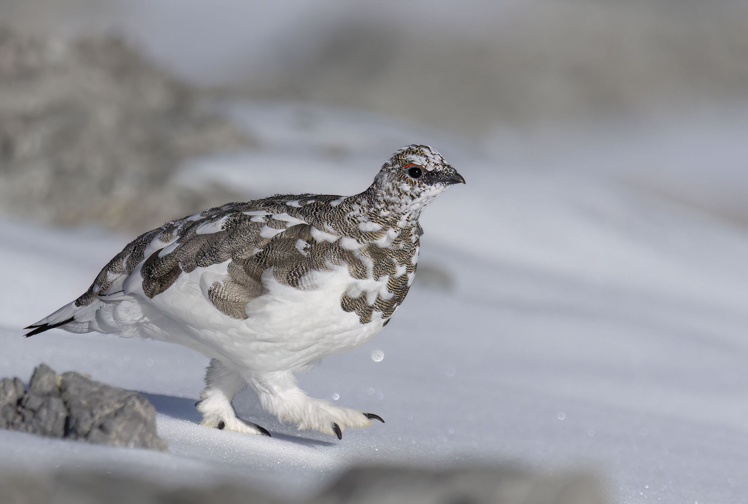 pernice bianca 4 passi nella neve, ottobre 2025