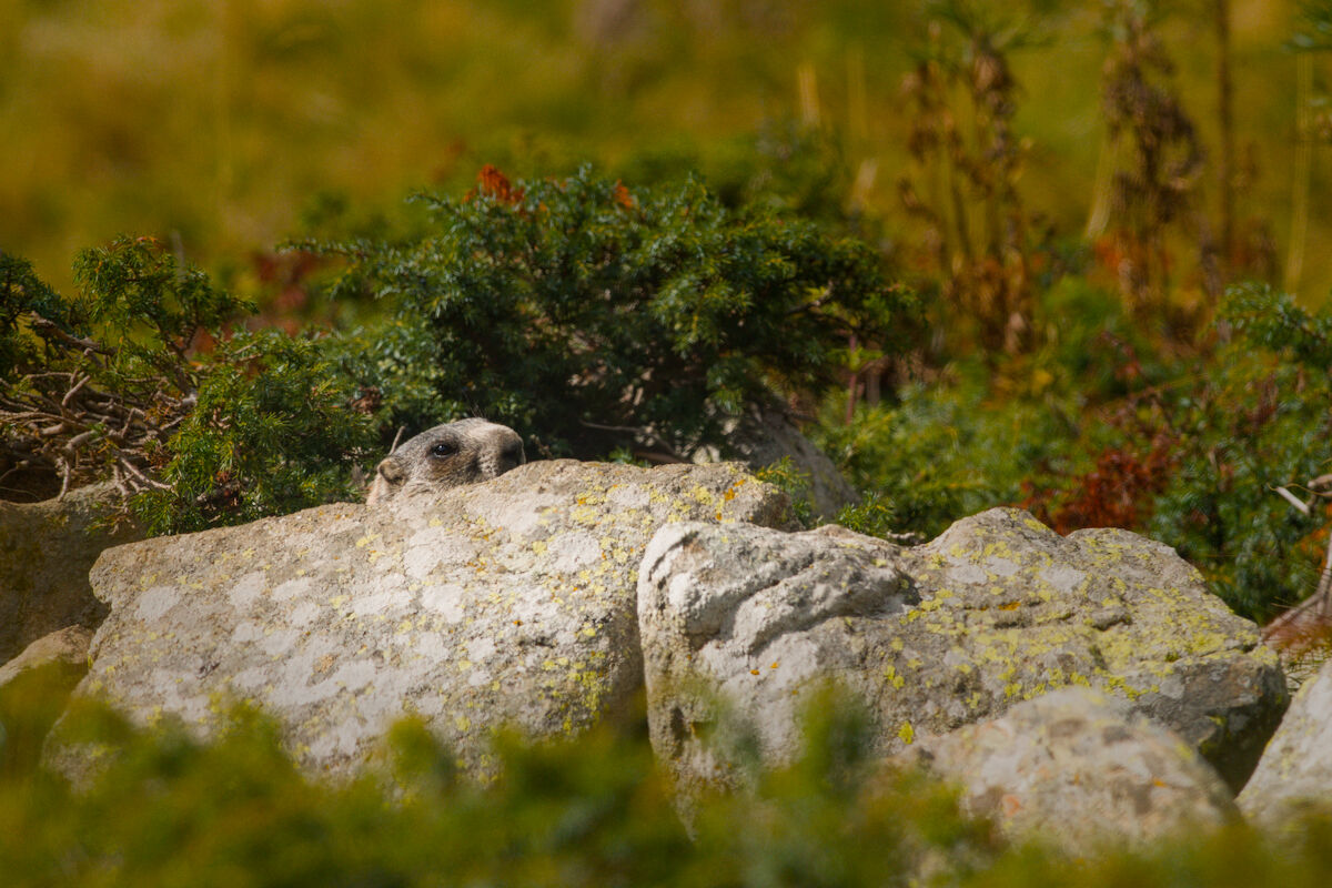 Hidden marmot