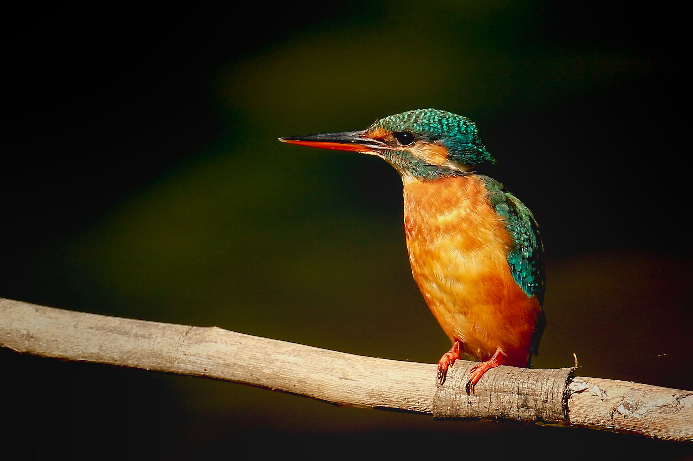 Kingfisher posing