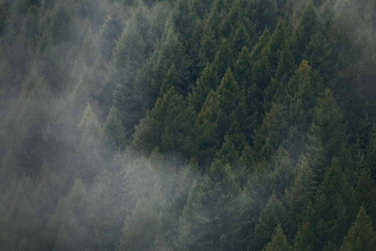 Fogforest