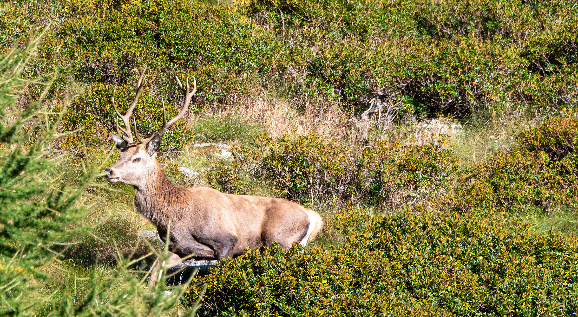 Male deer with crown