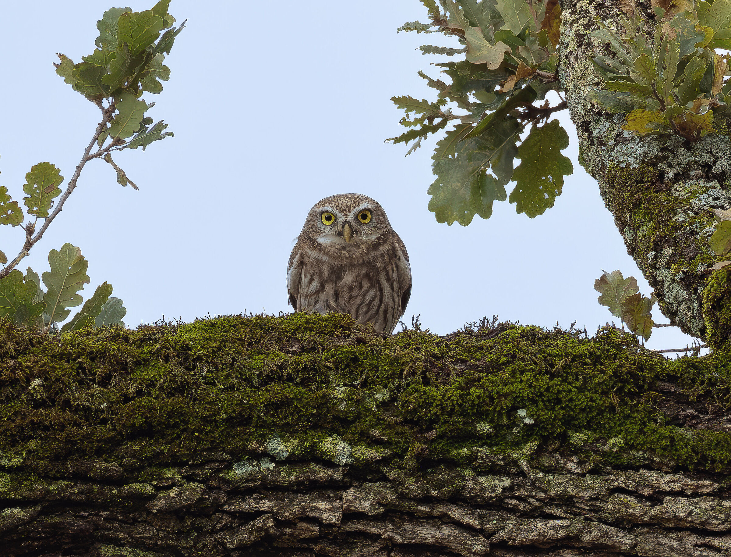 Owl
