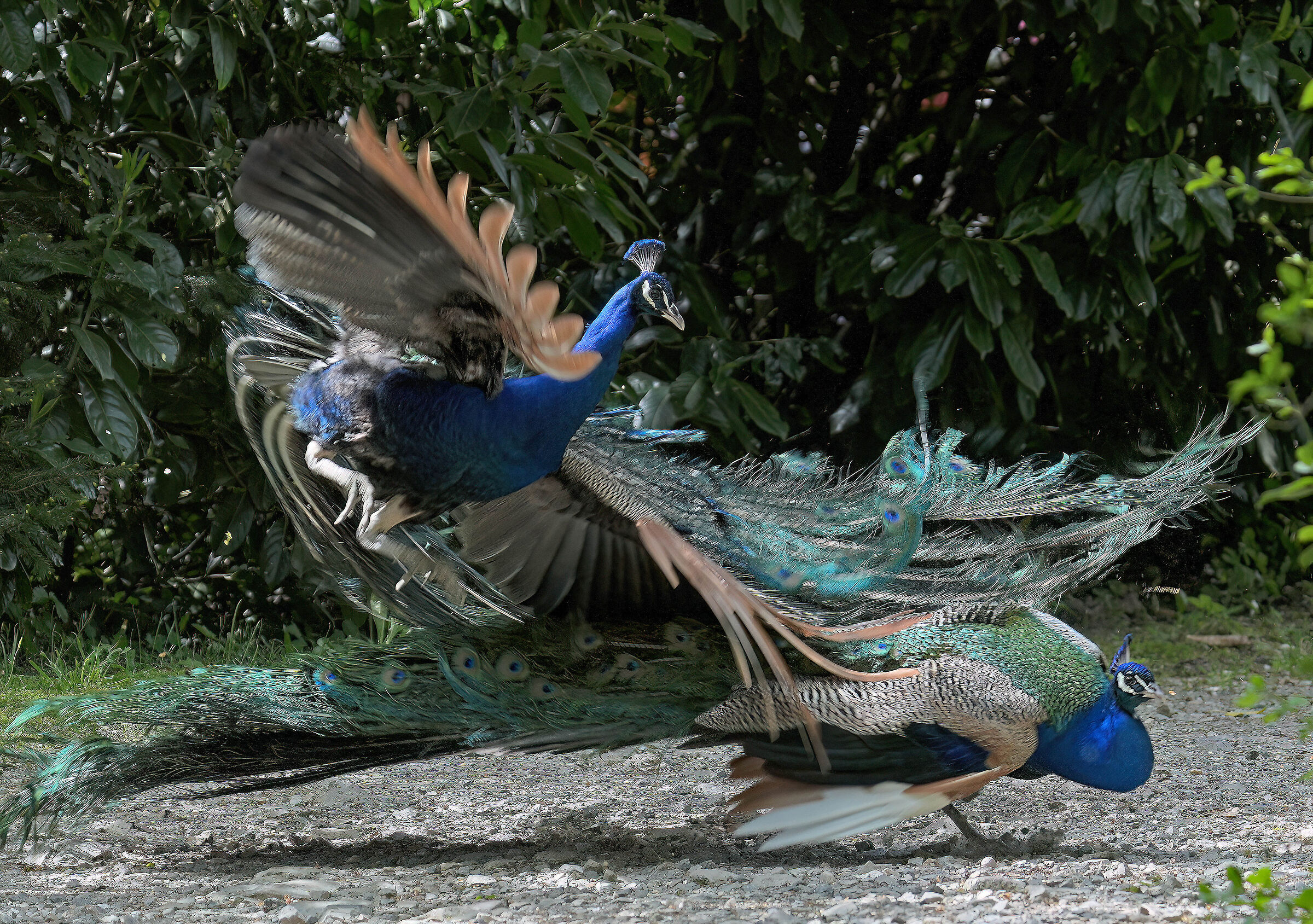 Peacock Fight