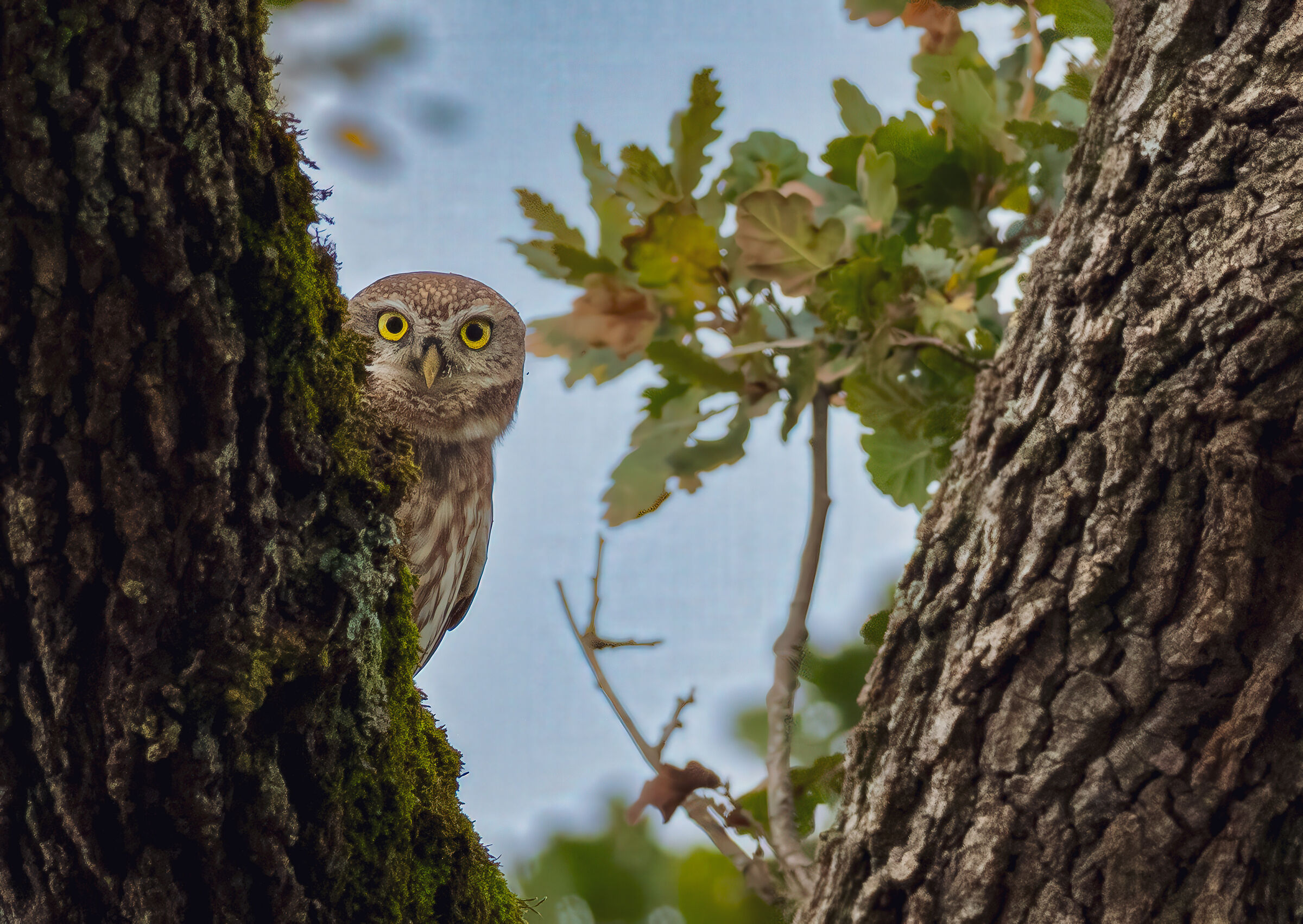 Owl