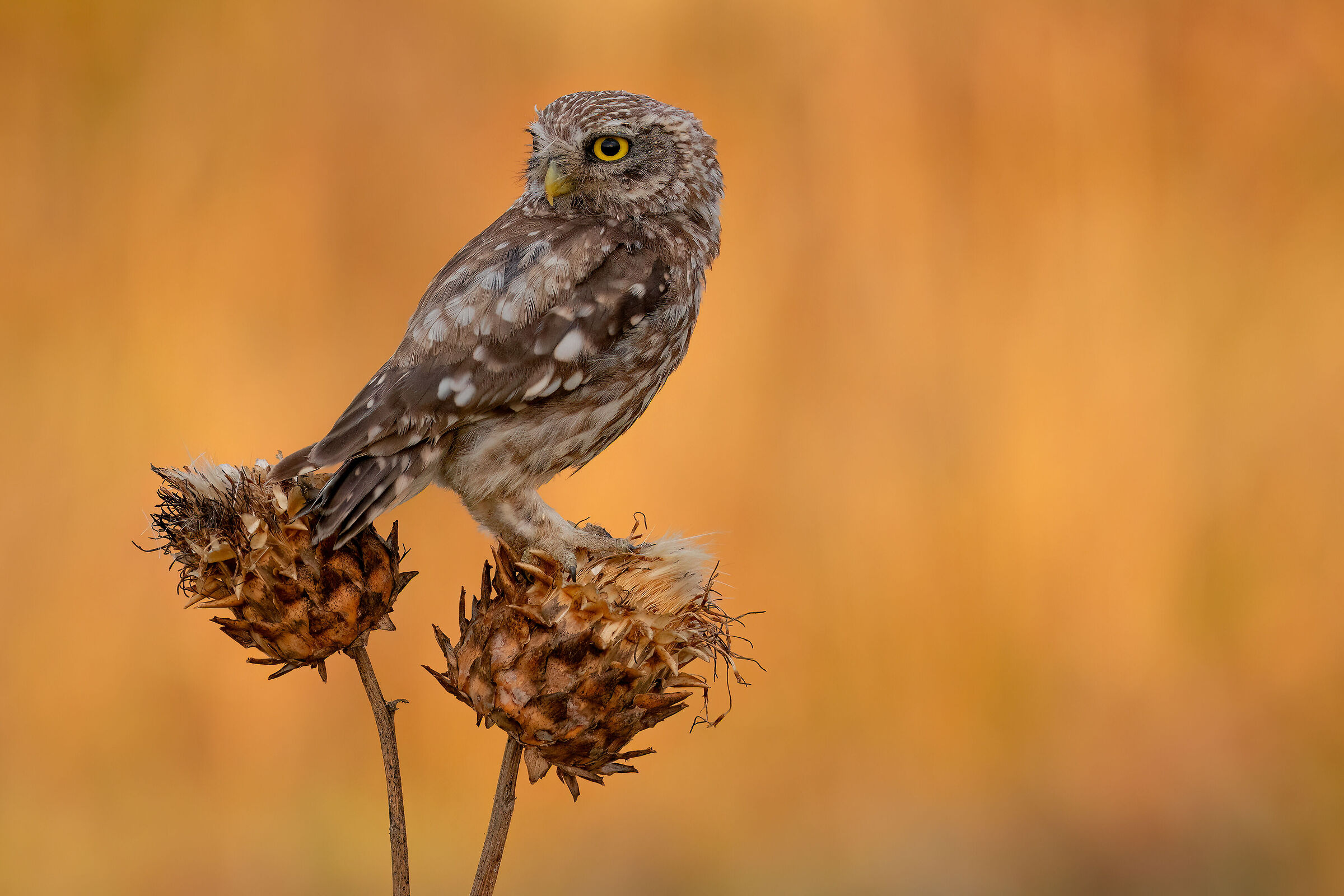 owl