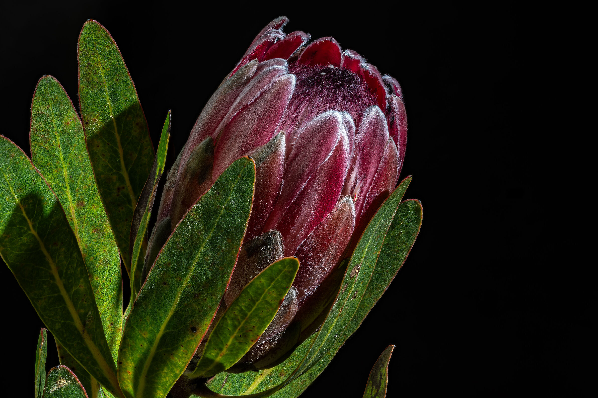 Protea