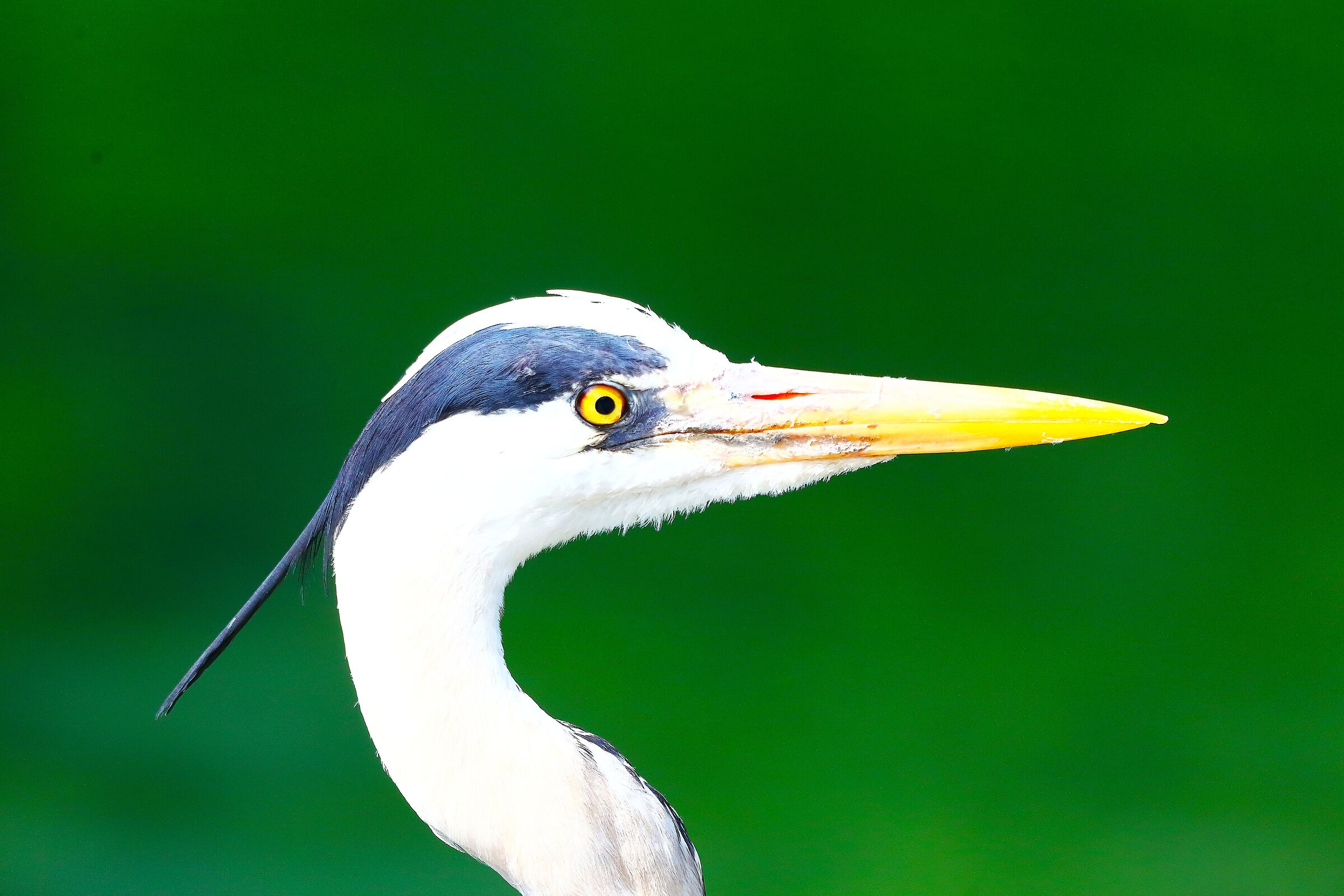 Cenerino maggio 2025 - 9999_1