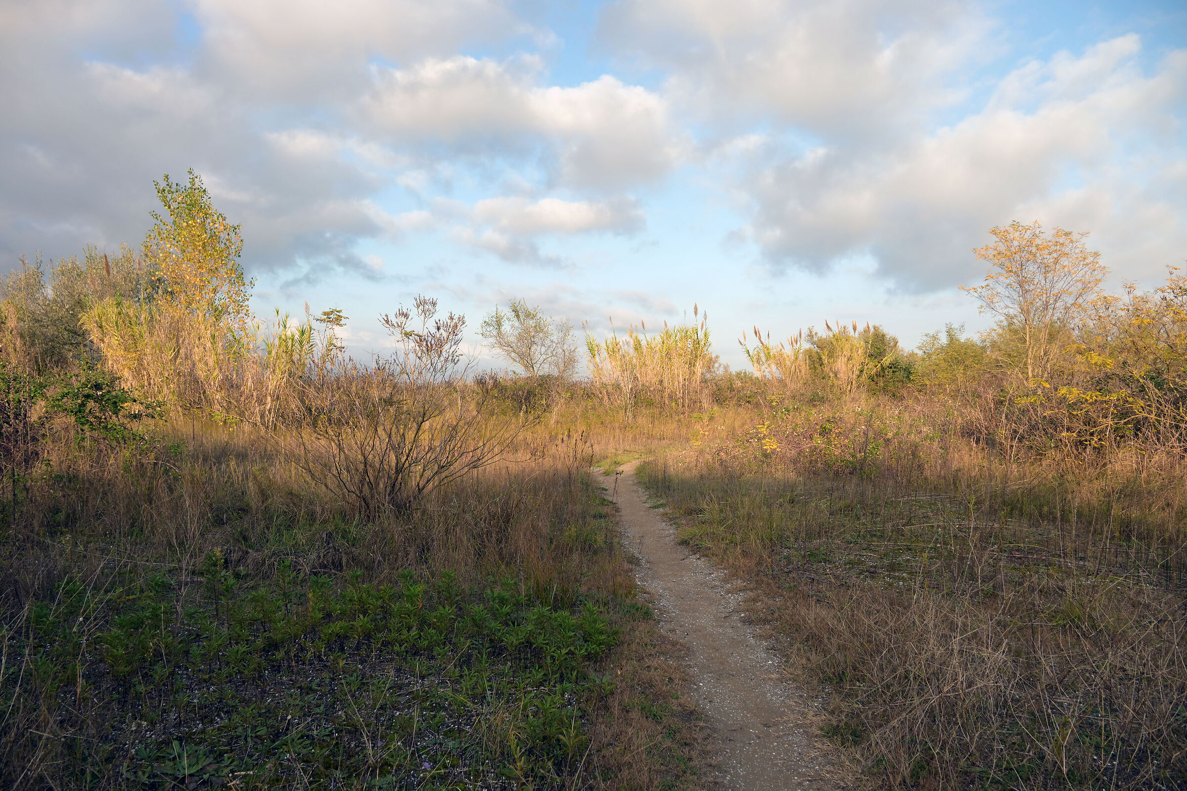 Colori tenui d'autunno