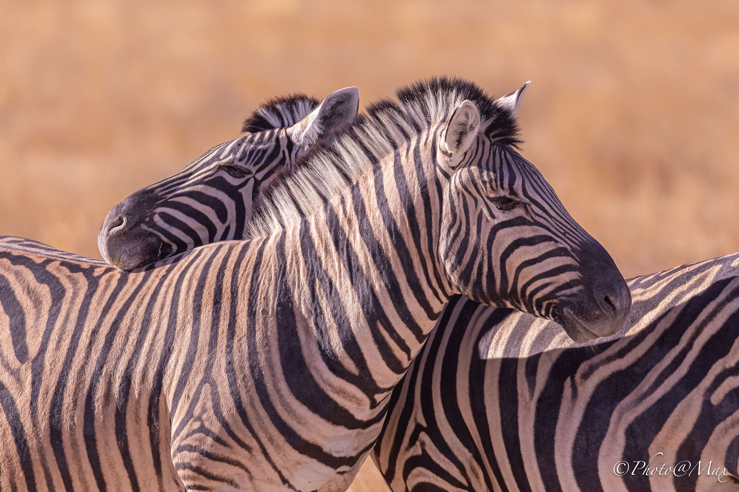 Zebre
