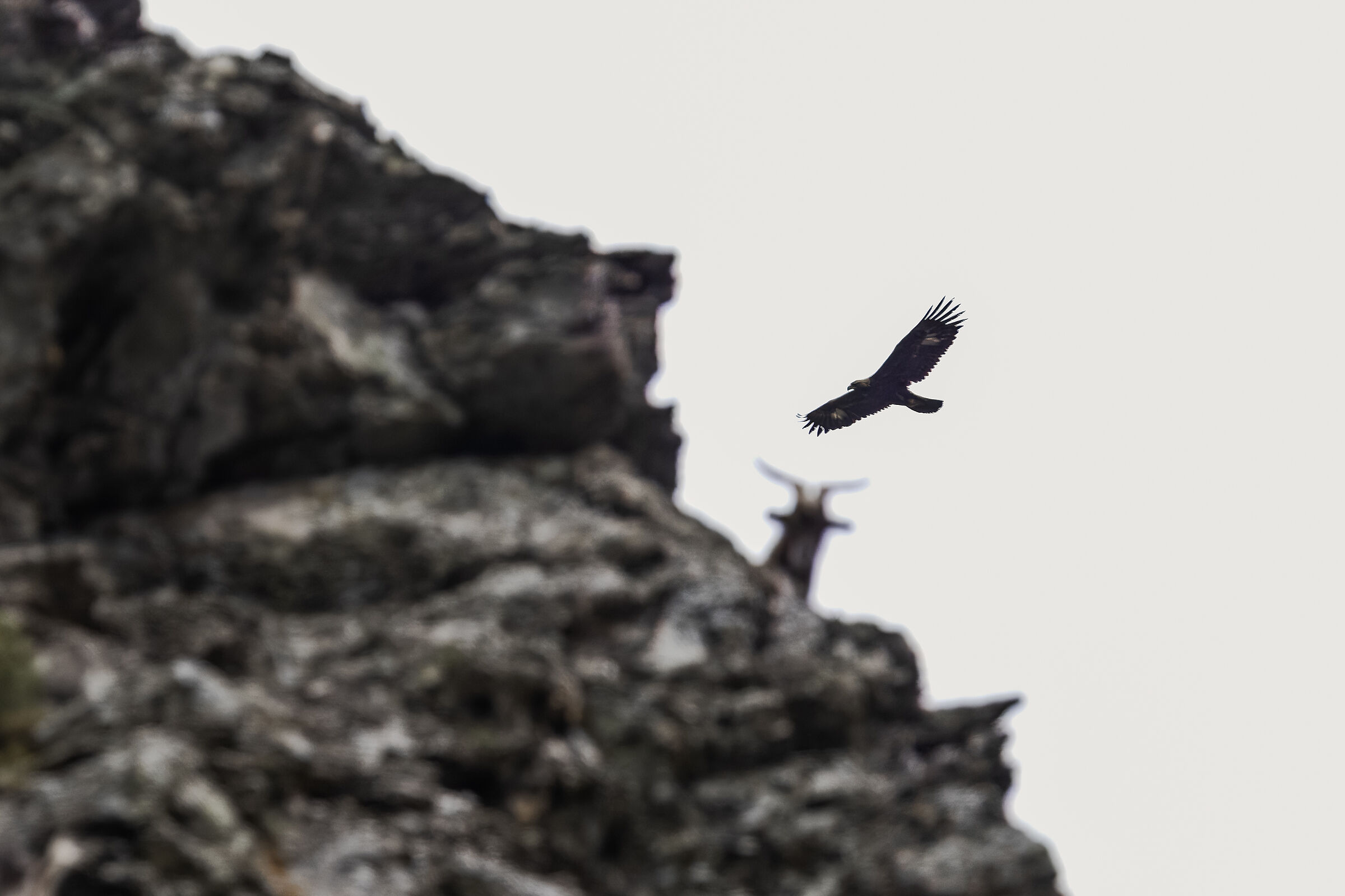 Aquila reale con capra