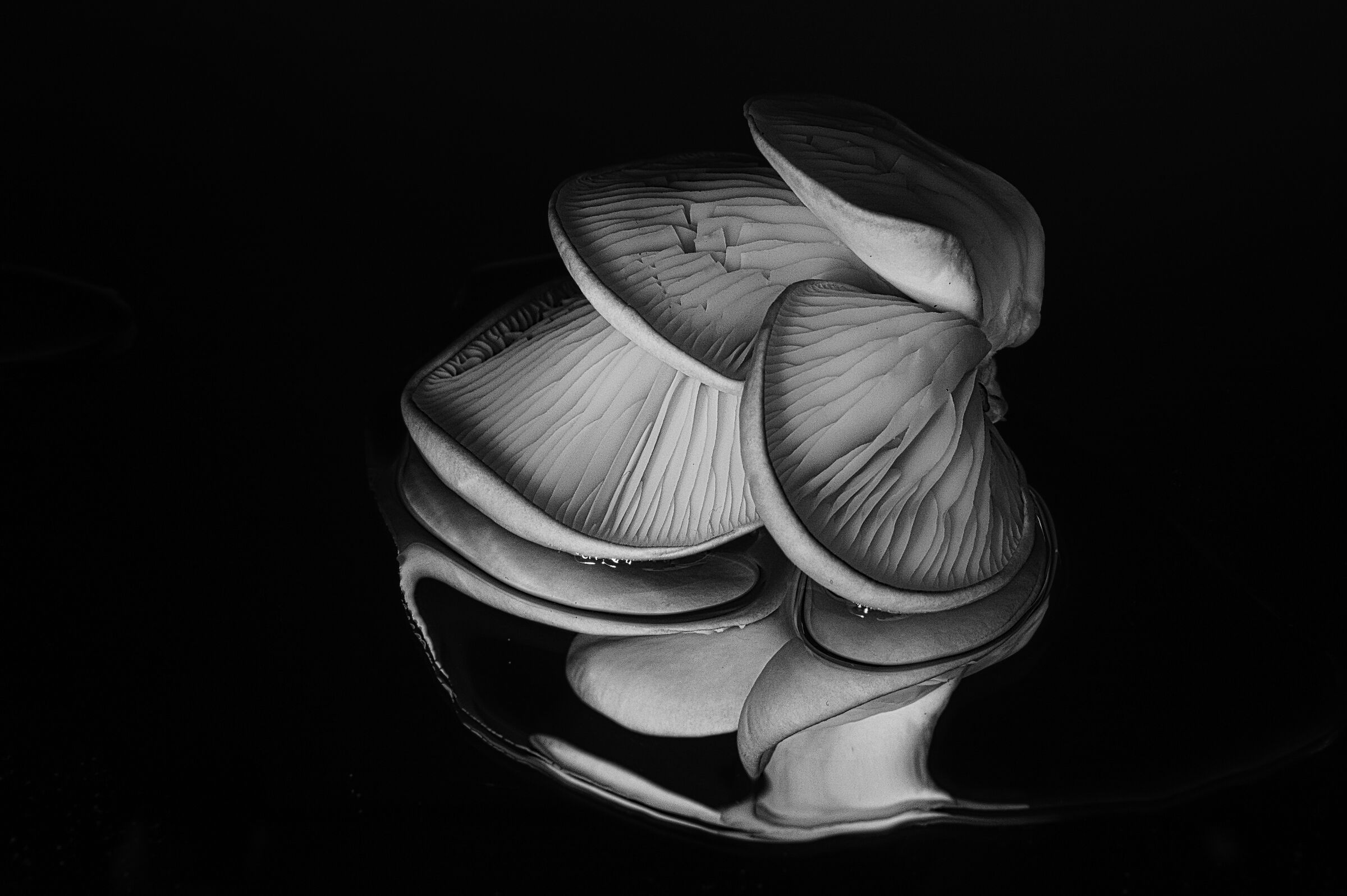 Pleurotus ostreatus b/w